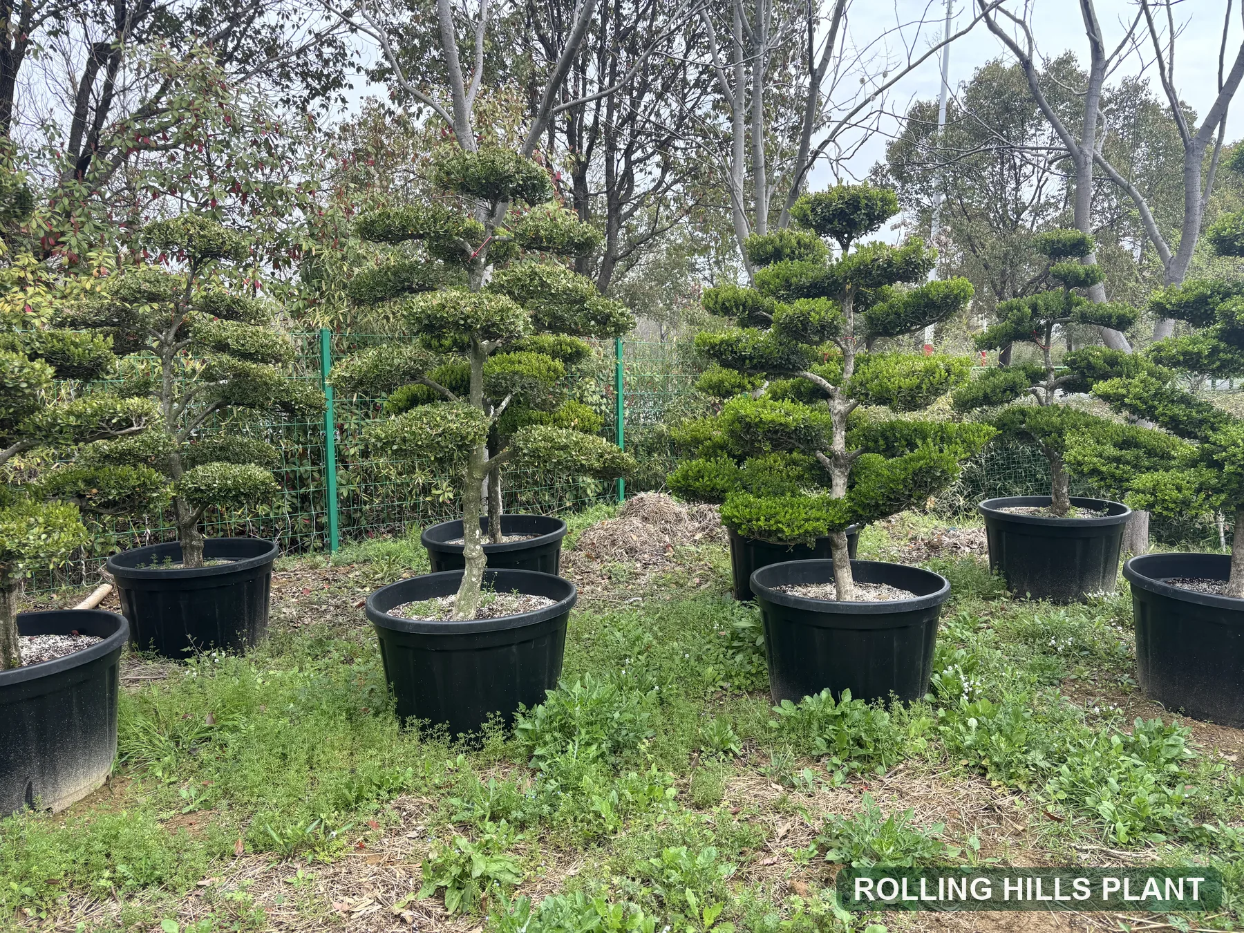 Buxus sinica var. parvifolia bonsai nursery stock with Rolling Hills Plant watermark