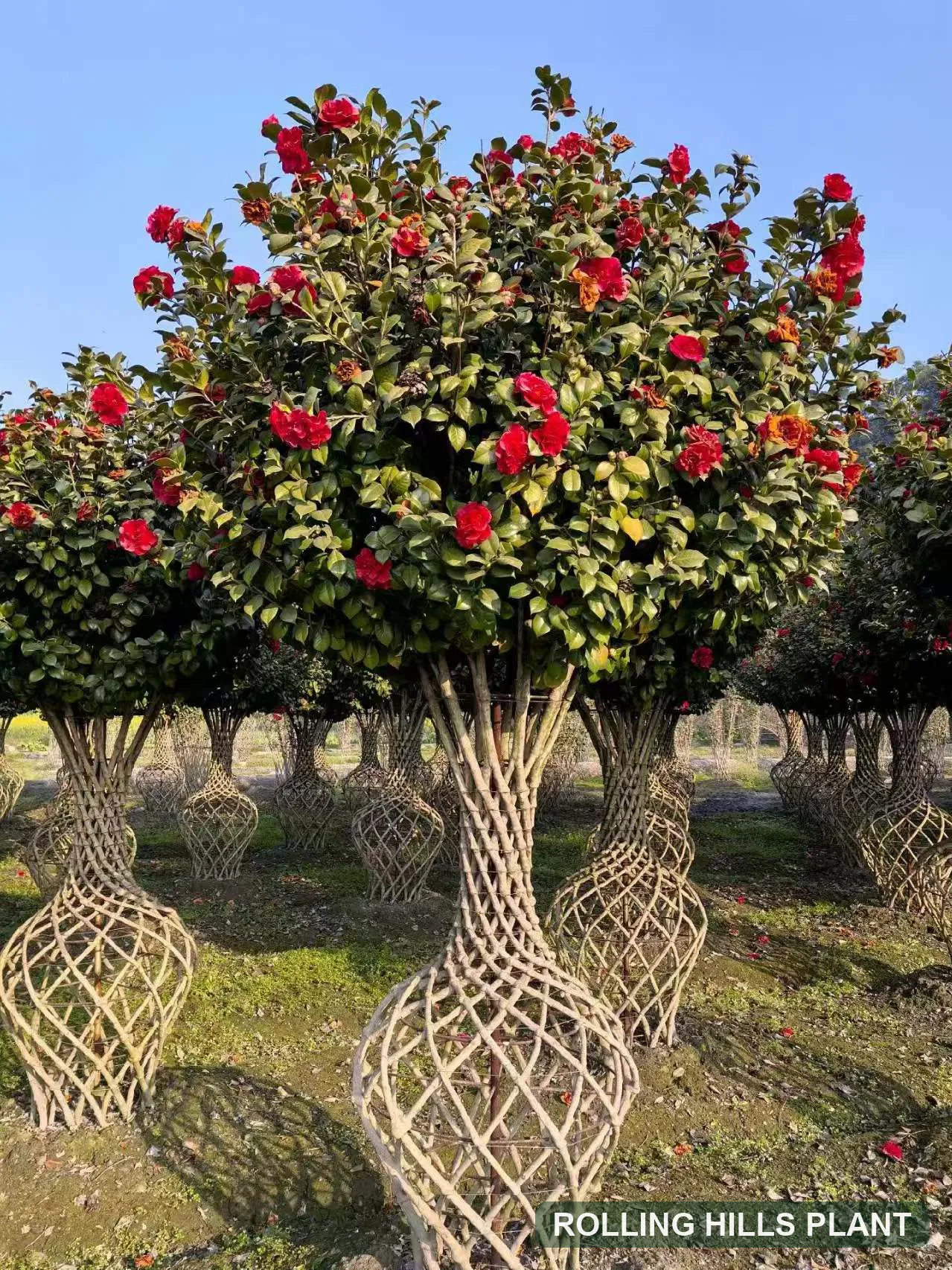 Camellia japonica bonsai nursery stock with Rolling Hills Plant watermark