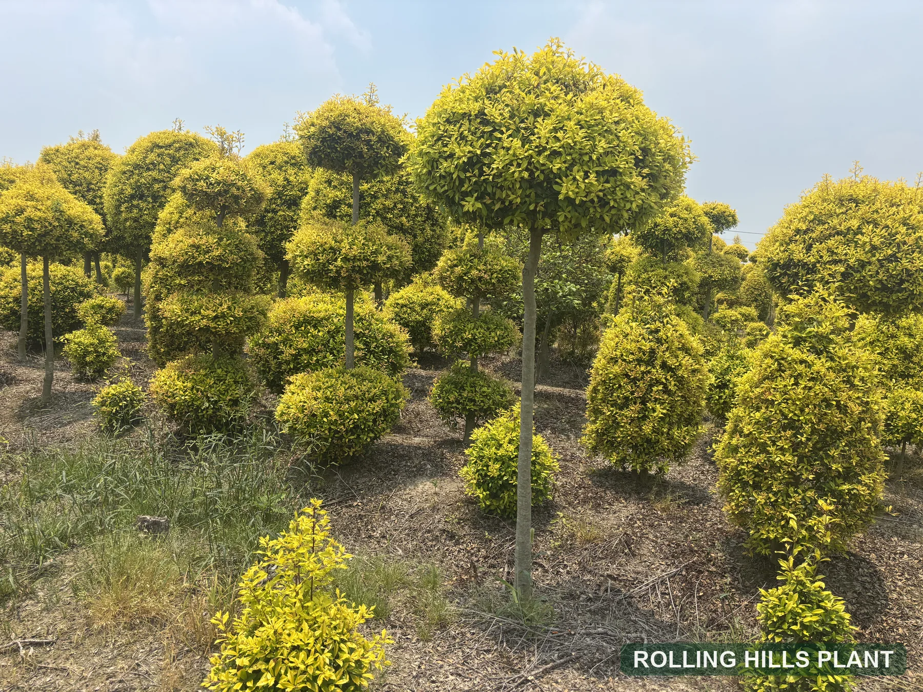 Ilex × attenuata 'Sunny Foster' bonsai nursery stock with Rolling Hills Plant watermark