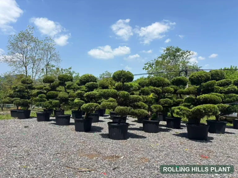 Juniperus chinensis 'Kaizuka' bonsai nursery stock