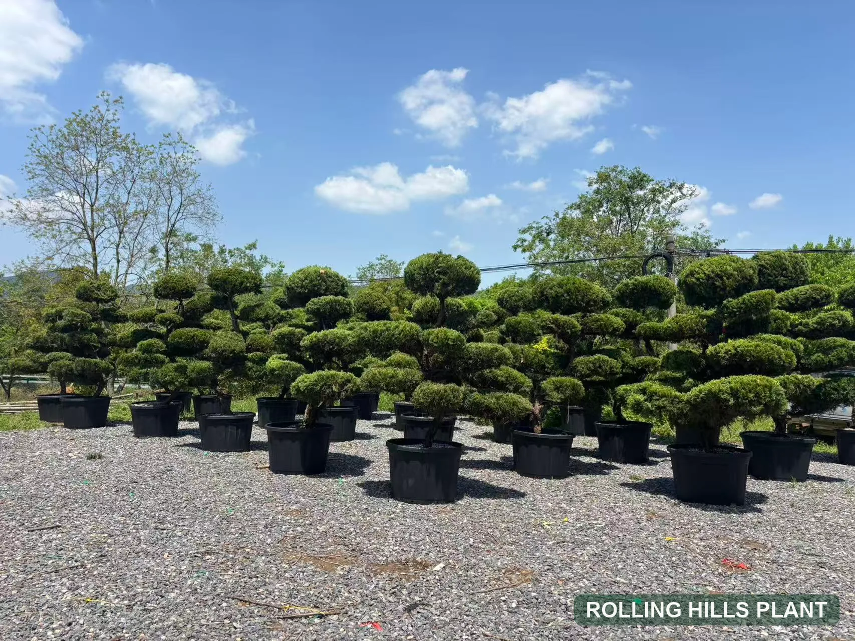 Container Rosa One Juniperus chinensis ‘Kaizuka’ – Rolling Hills Plant