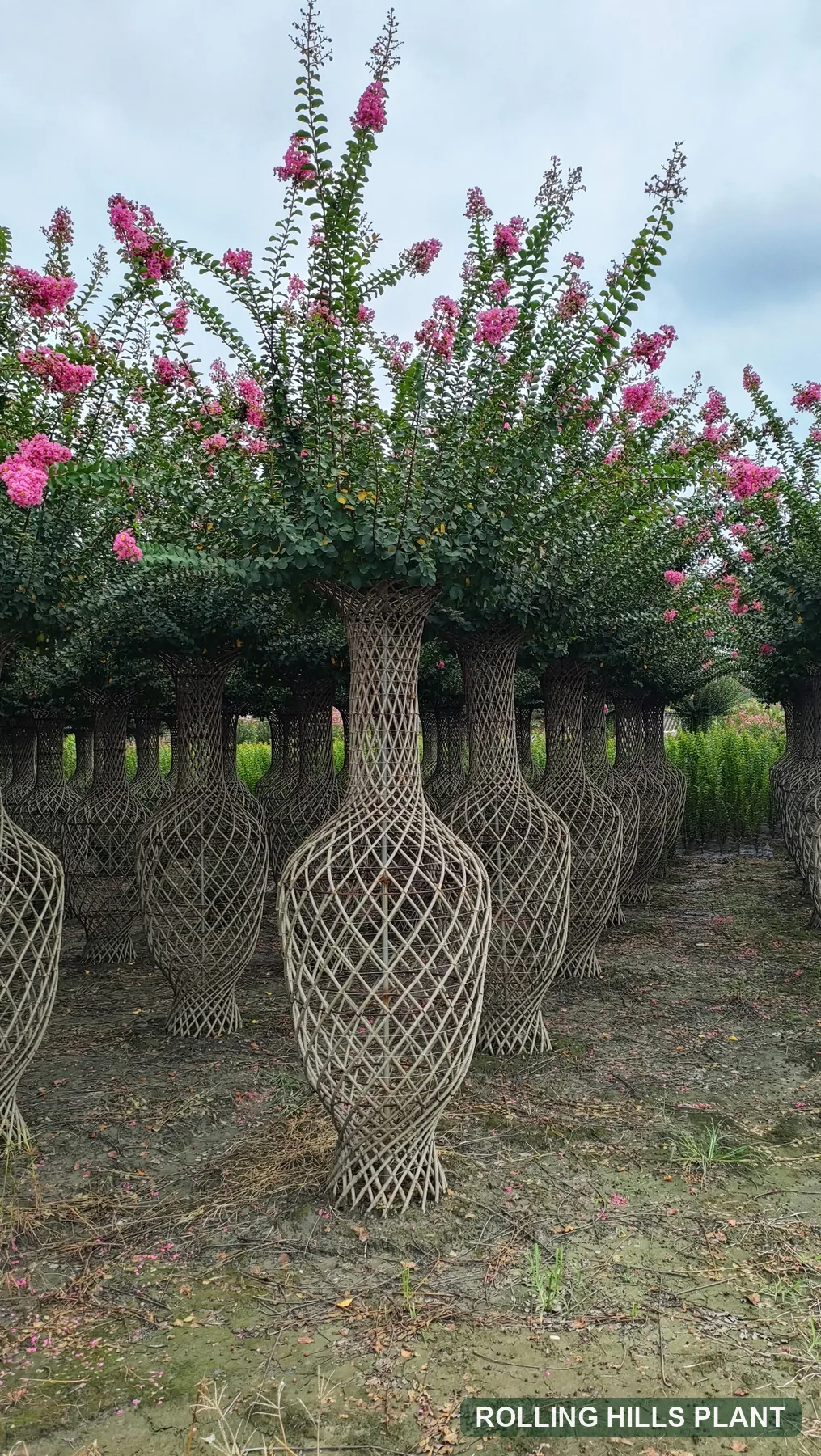 Lagerstroemia indica bonsai nursery stock with Rolling Hills Plant watermark
