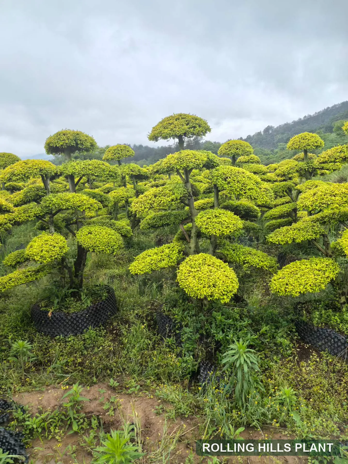 Ligustrum quihoui 'Lemon Light' bonsai nursery stock with Rolling Hills Plant watermark
