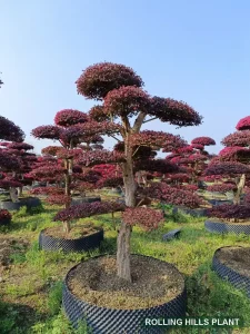 Loropetalum chinense var. rubrum bonsai nursery stock