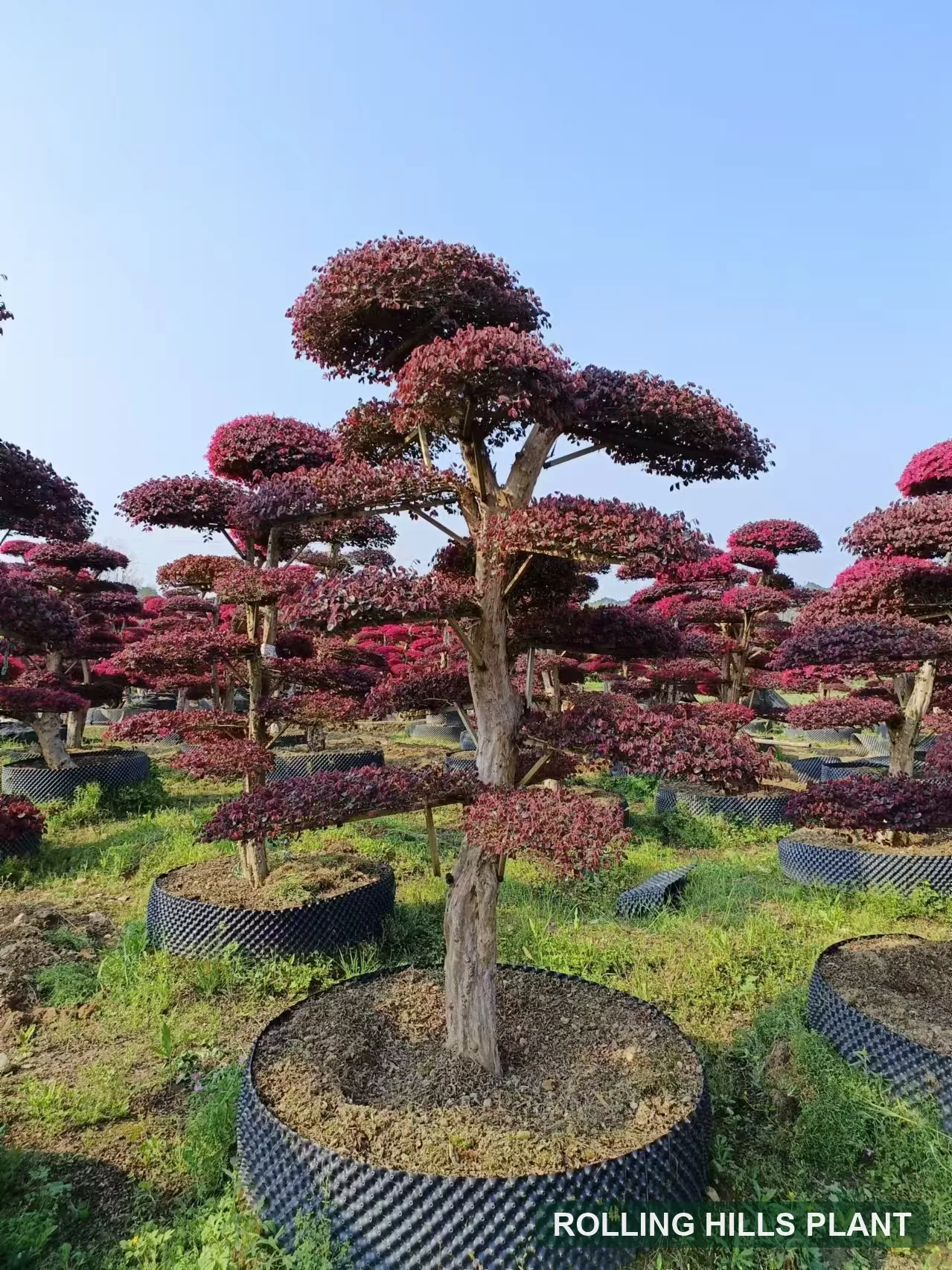 Loropetalum chinense var. rubrum bonsai nursery stock with Rolling Hills Plant watermark