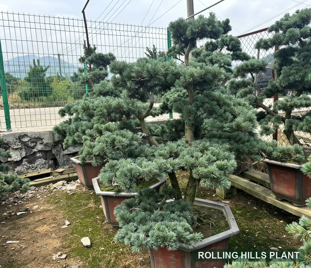 Pinus parviflora bonsai nursery stock with Rolling Hills Plant watermark