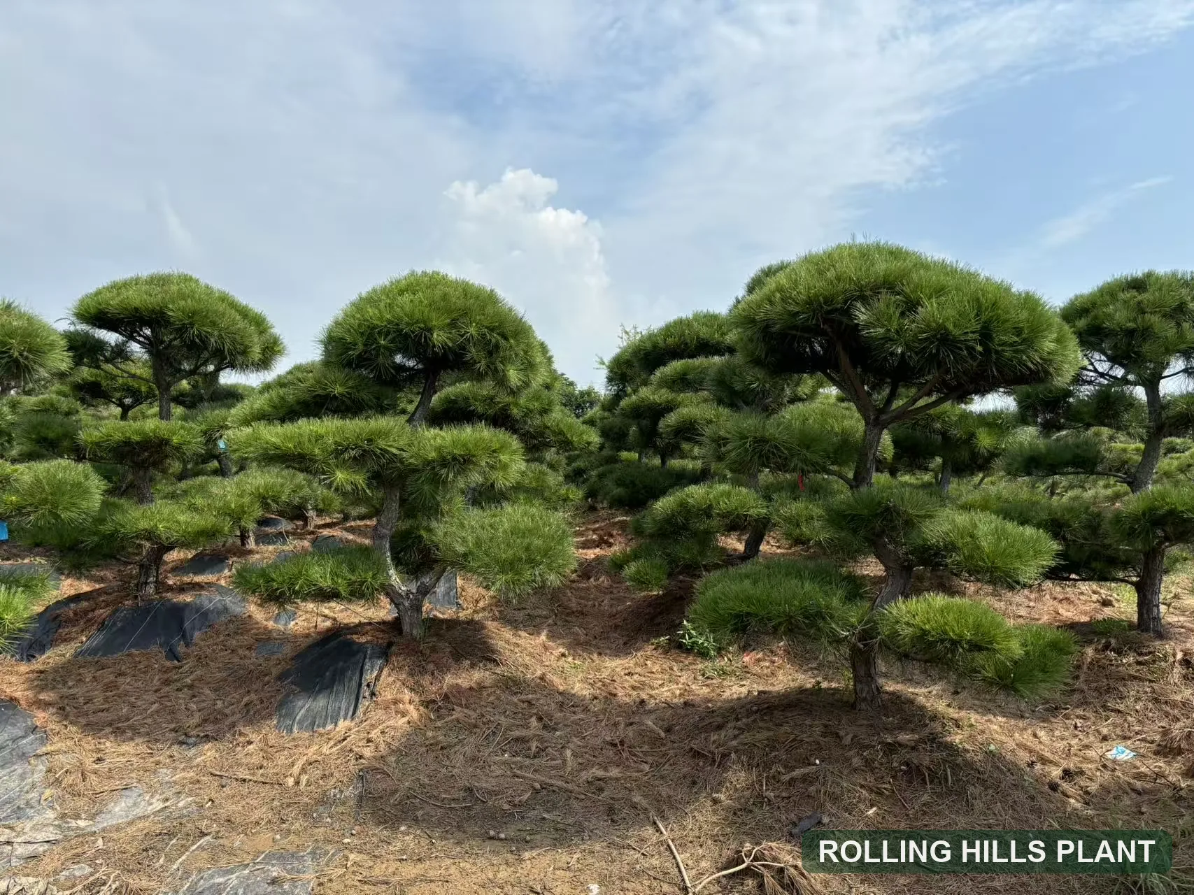 Pinus thunbergii bonsai nursery stock with Rolling Hills Plant watermark