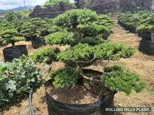 Podocarpus macrophyllus bonsai nursery stock