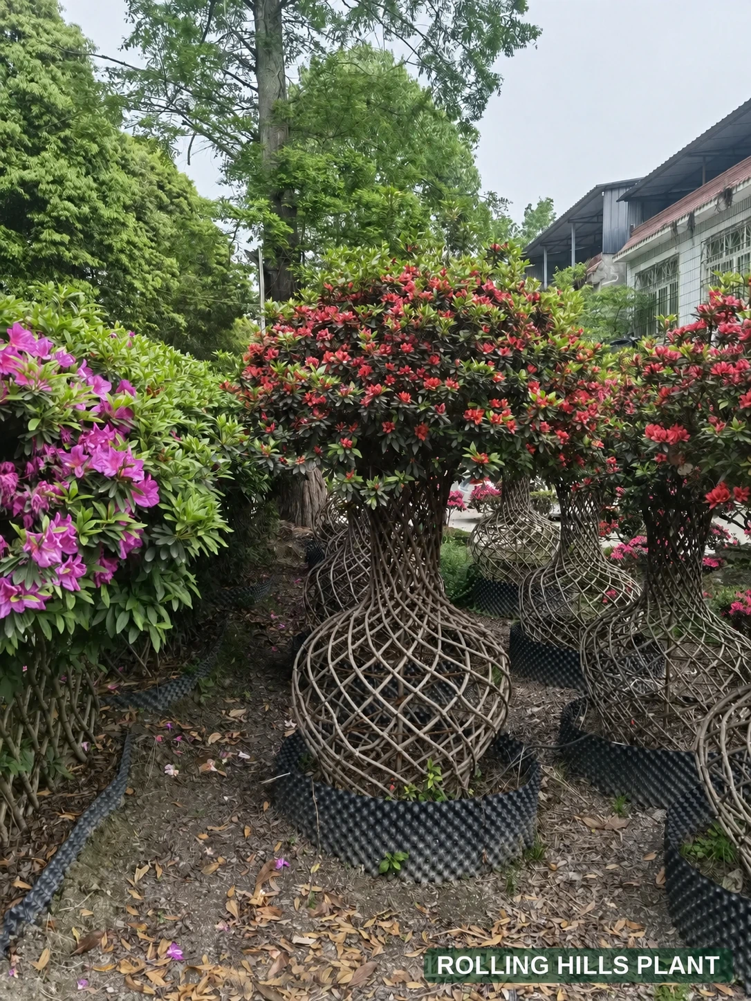 Rhododendron simsii bonsai nursery stock with Rolling Hills Plant watermark