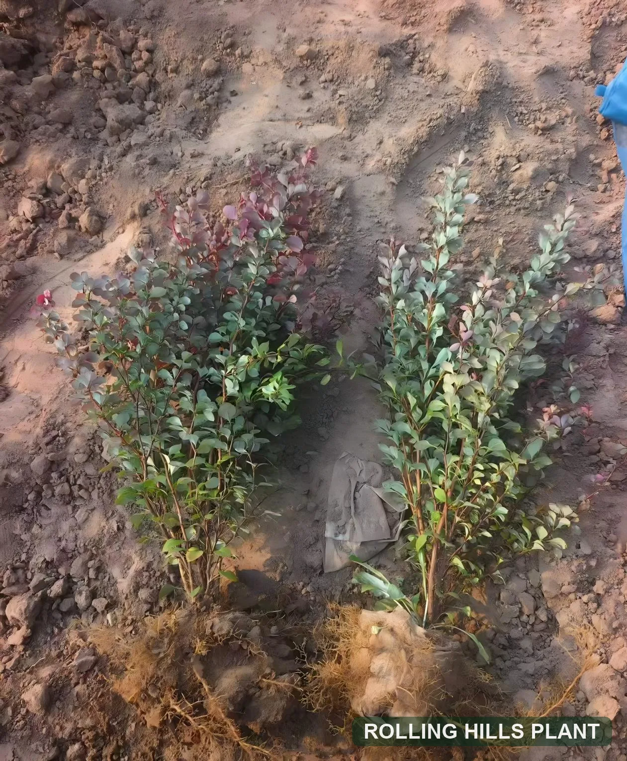 Berberis thunbergii 'Atropurpurea' shrubs nursery stock with Rolling Hills Plant watermark