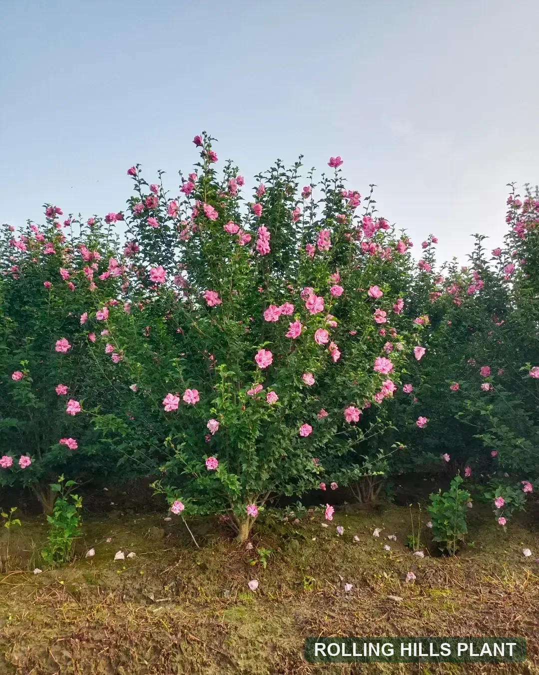 Hibiscus syriacus shrubs nursery stock with Rolling Hills Plant watermark