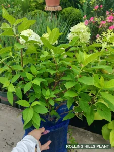 Hydrangea paniculata 'Limelight' shrubs nursery stock