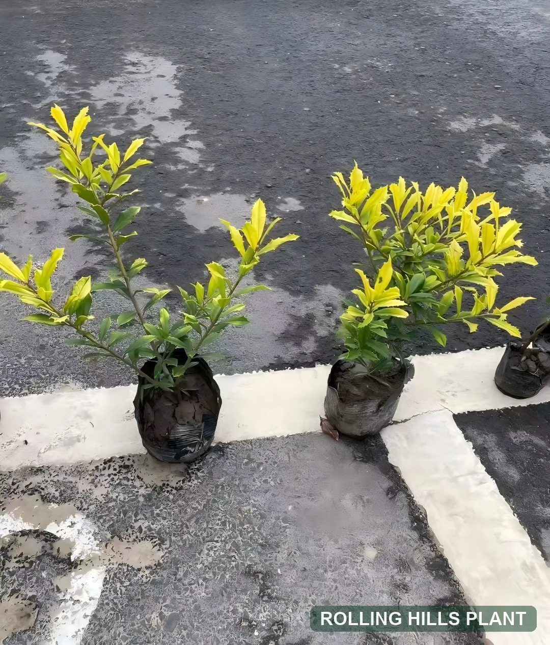 Ilex × attenuata 'Sunny Foster' shrubs nursery stock with Rolling Hills Plant watermark