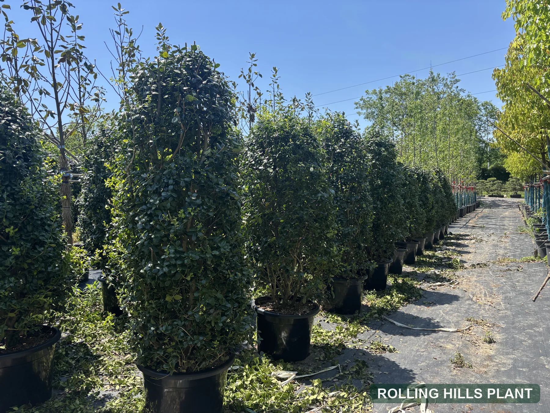 Ilex cornuta 'Fortunei' shrubs nursery stock with Rolling Hills Plant watermark