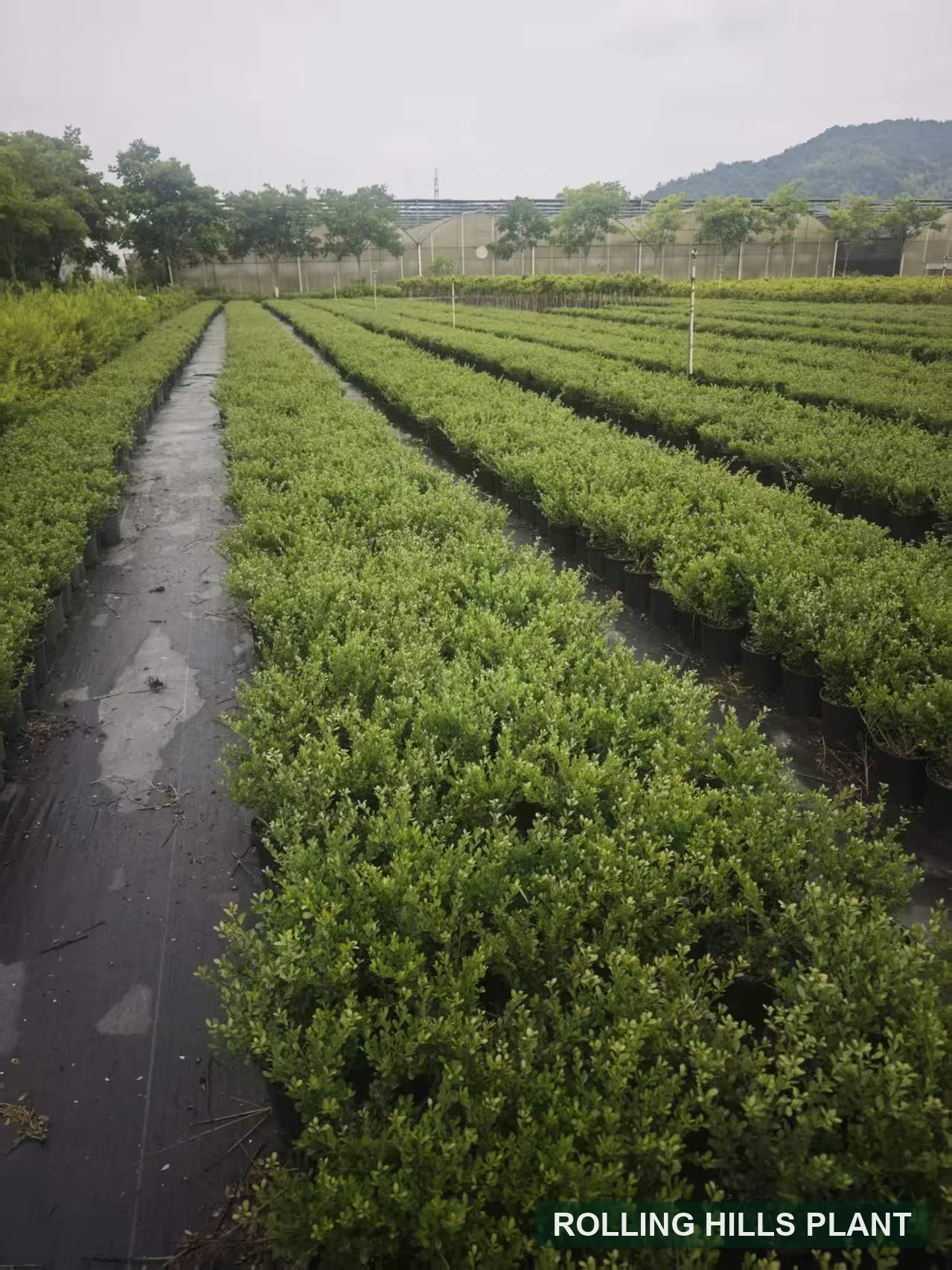 Ilex crenata 'Perfecta' shrubs nursery stock with Rolling Hills Plant watermark