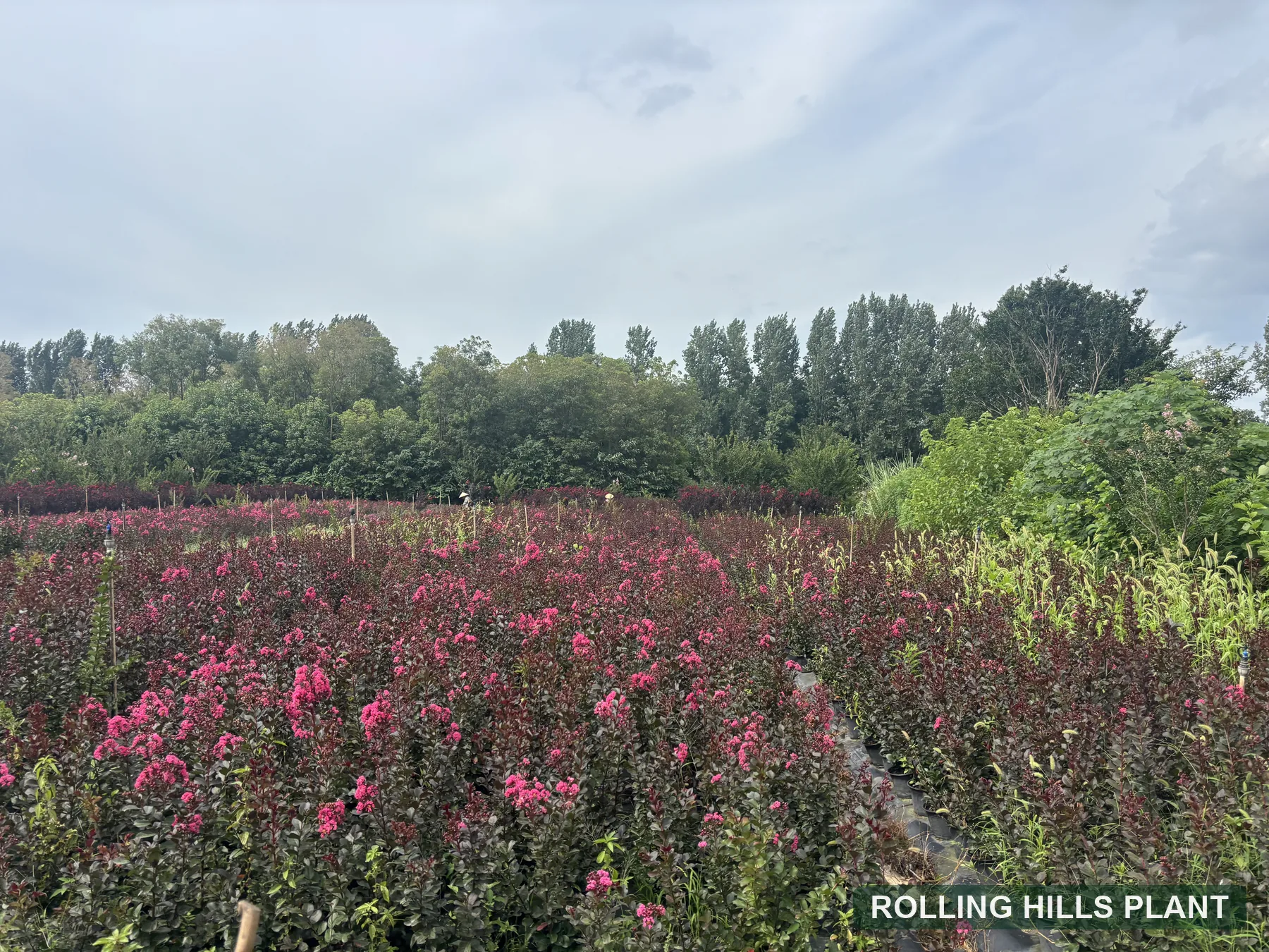 Lagerstroemia indica shrubs nursery stock with Rolling Hills Plant watermark
