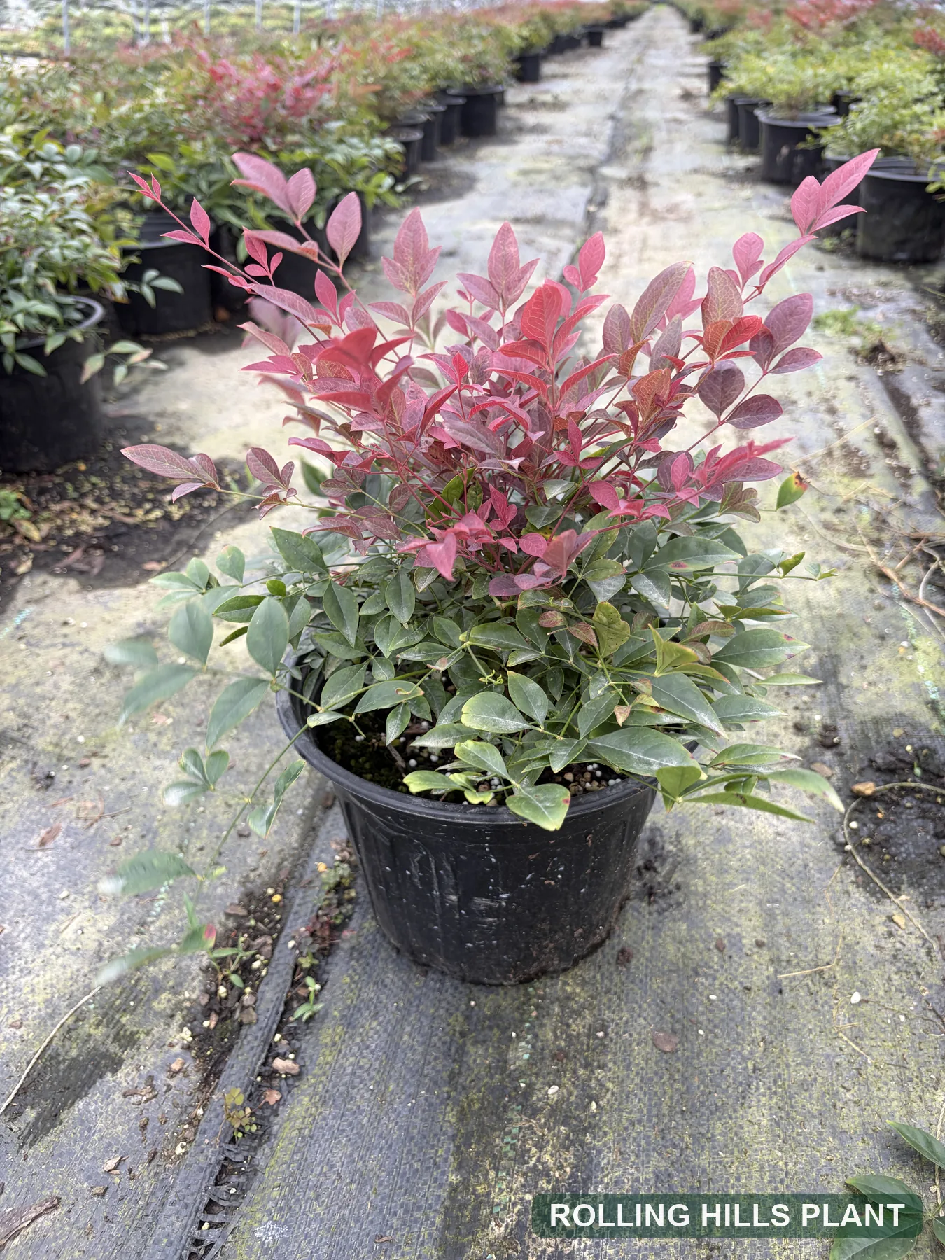 Nandina domestica shrubs nursery stock with Rolling Hills Plant watermark