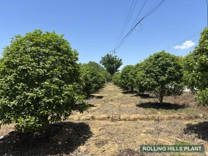Osmanthus fragrans shrubs nursery stock