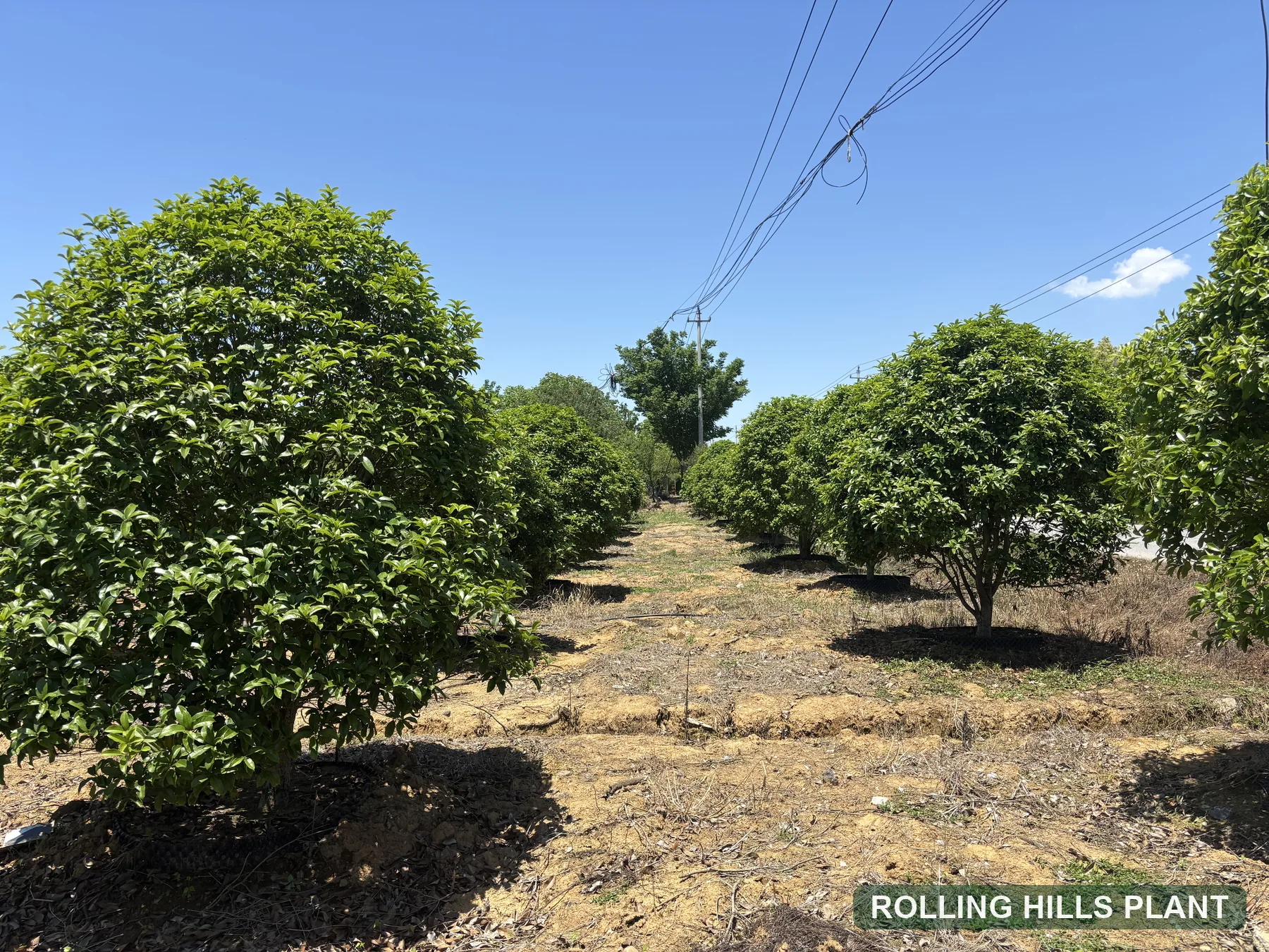 Osmanthus fragrans shrubs nursery stock with Rolling Hills Plant watermark