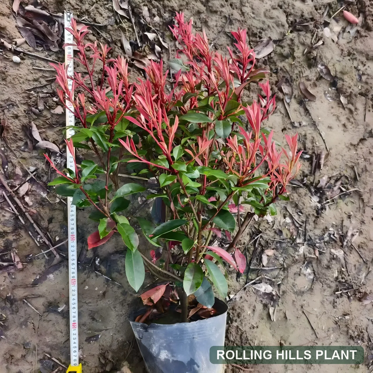 Photinia spp. shrubs nursery stock with Rolling Hills Plant watermark