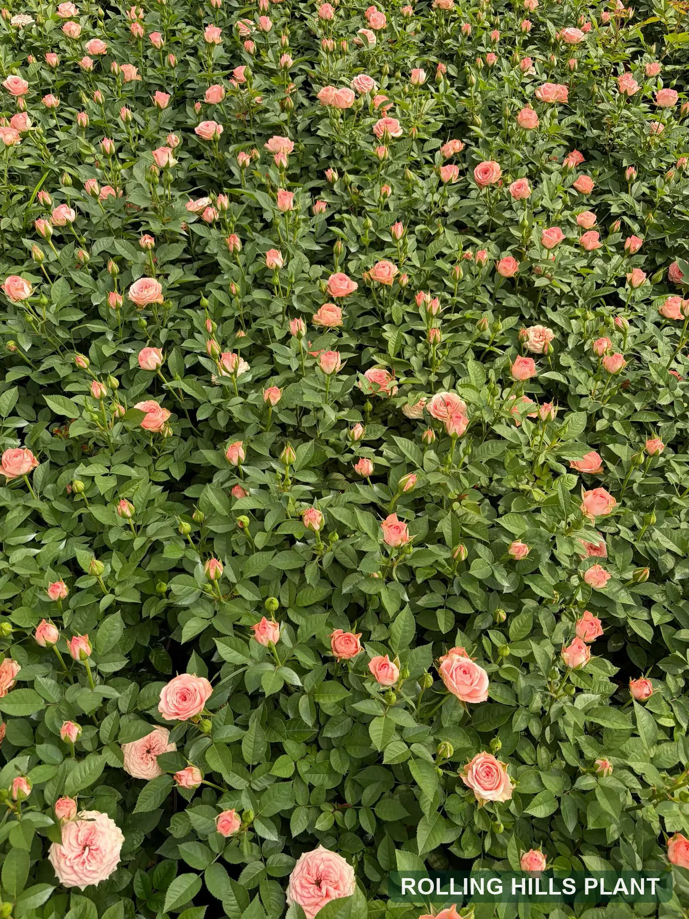 Rosa spp. shrubs nursery stock with Rolling Hills Plant watermark
