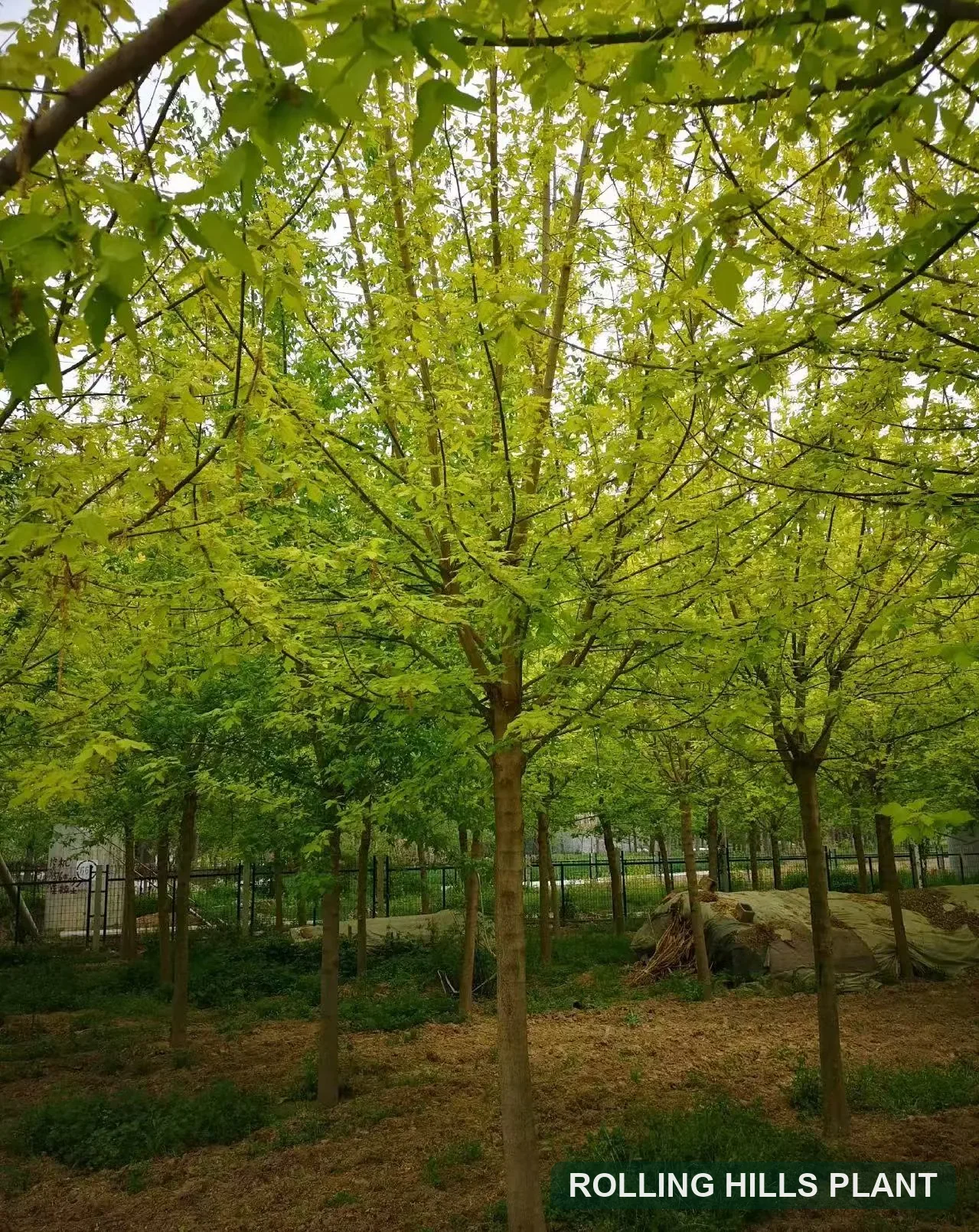 Acer negundo ‘Aurea’ trees nursery stock