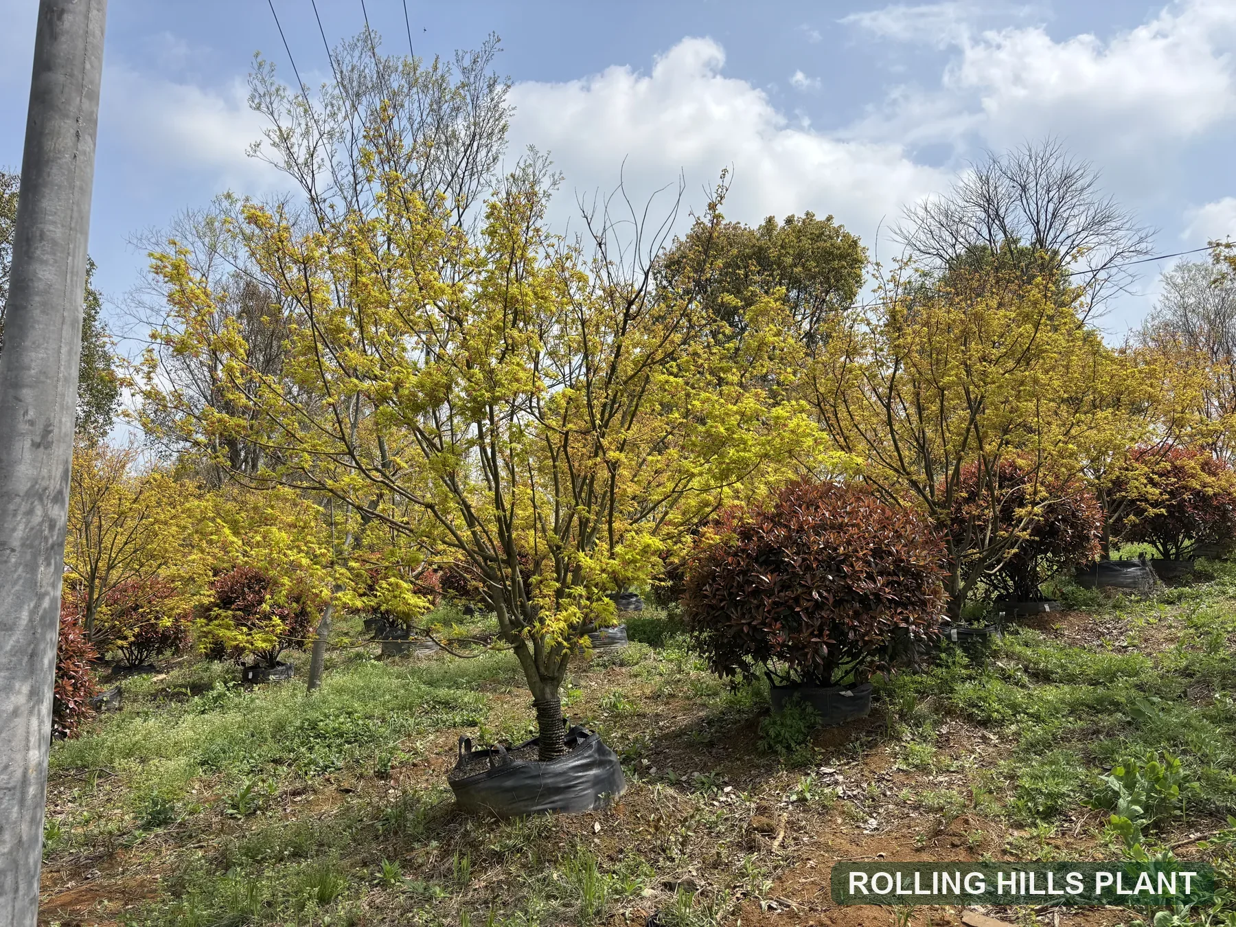 Acer palmatum trees nursery stock with Rolling Hills Plant watermark