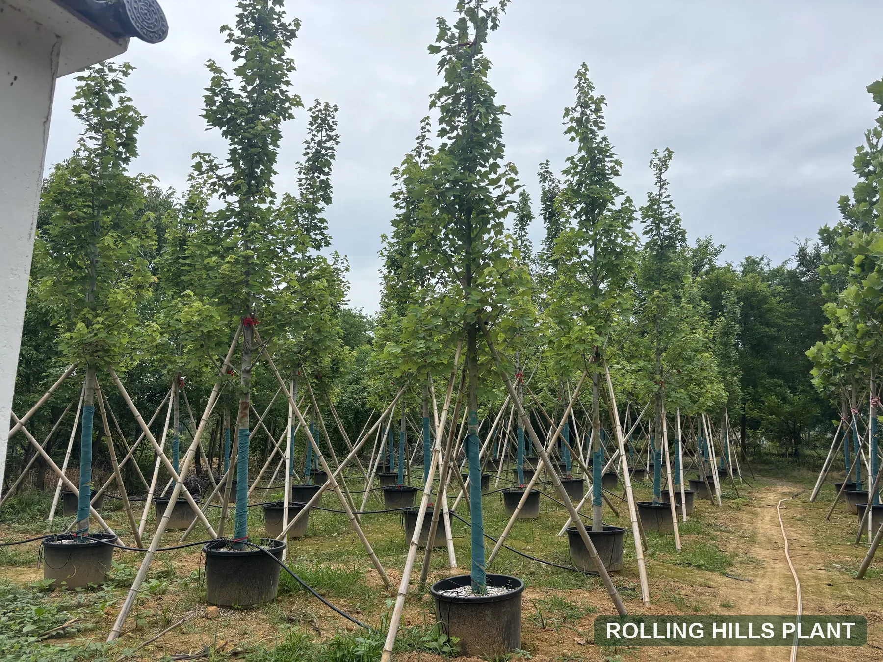 Acer rubrum trees nursery stock