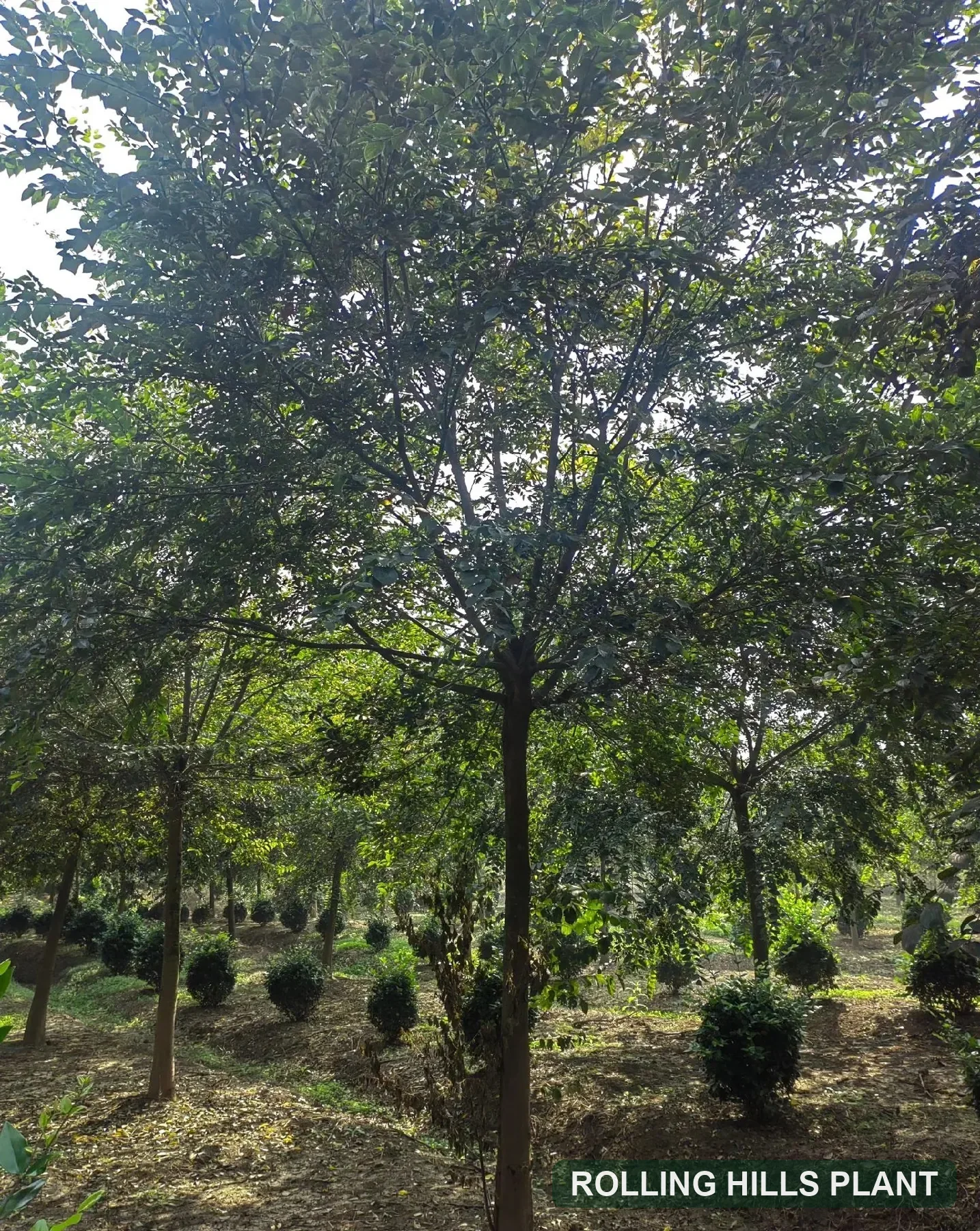 Celtis sinensis trees nursery stock with Rolling Hills Plant watermark