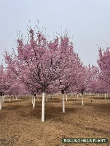Prunus spp. trees nursery stock