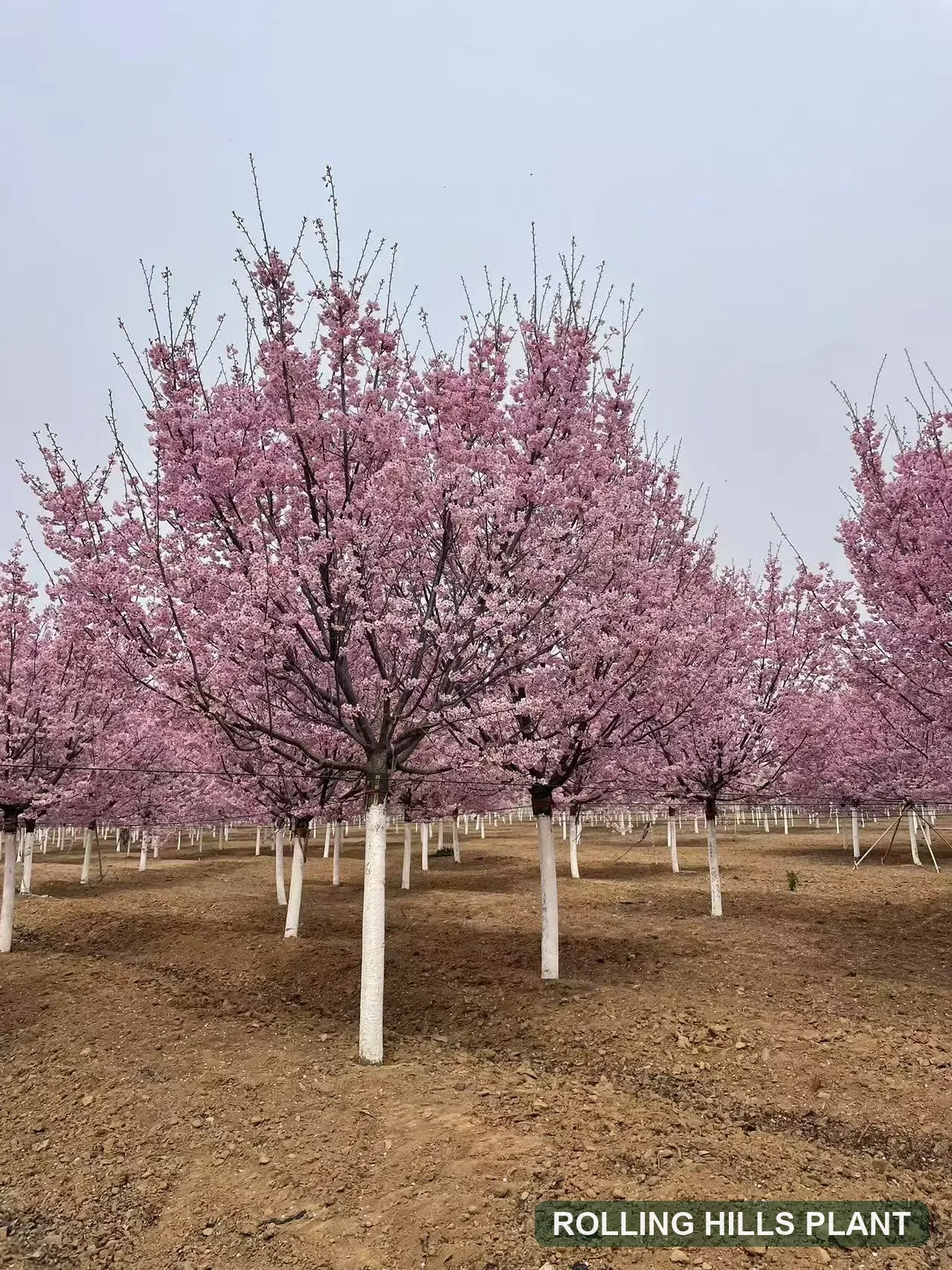 Prunus spp. trees nursery stock
