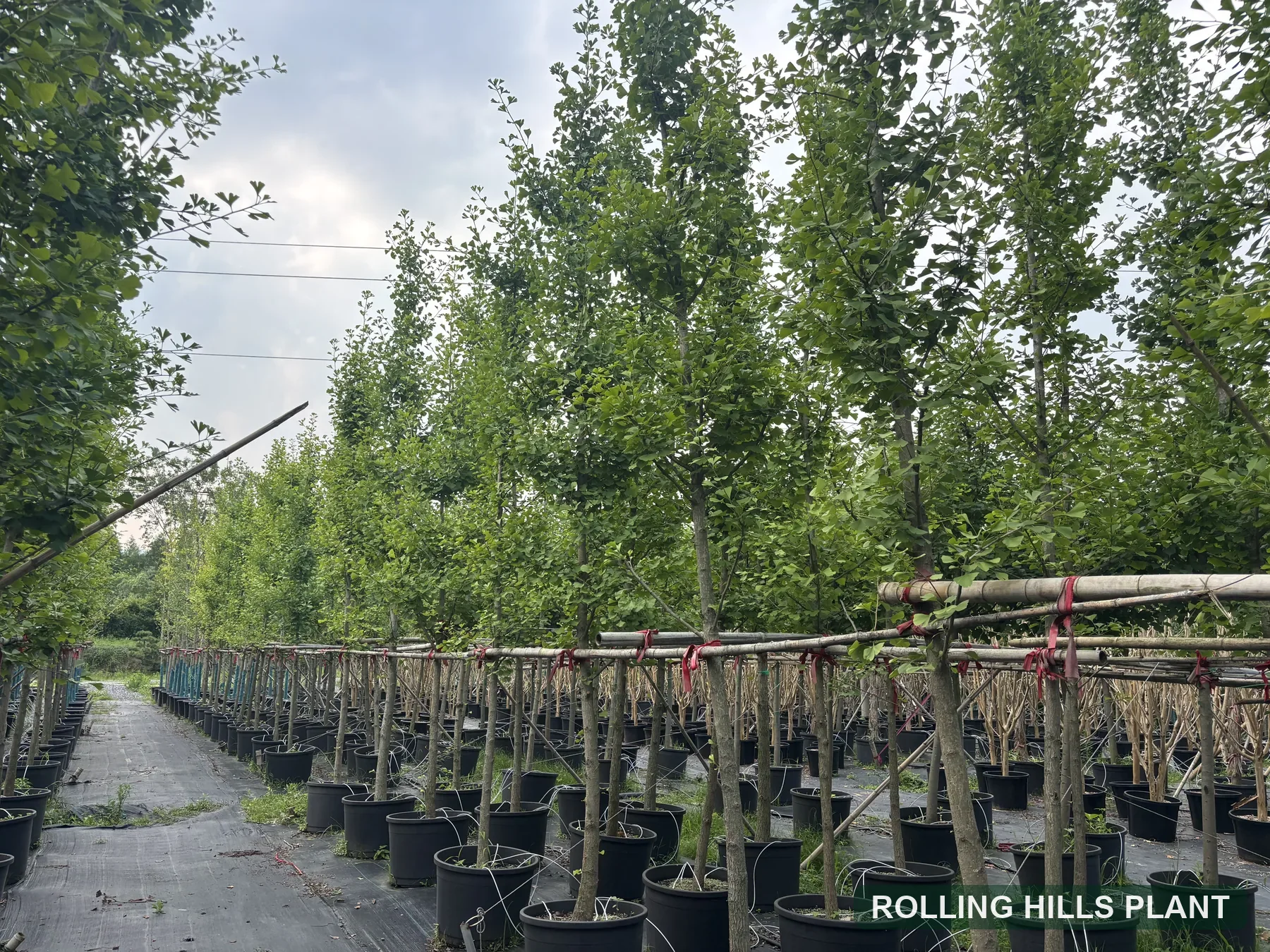 Ginkgo biloba trees nursery stock with Rolling Hills Plant watermark