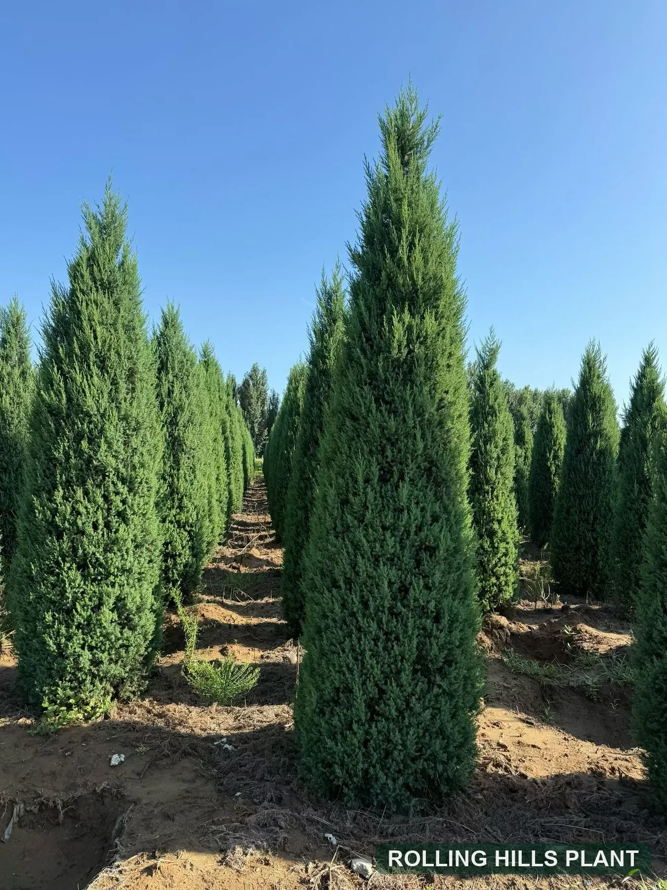 Juniperus chinensis trees nursery stock
