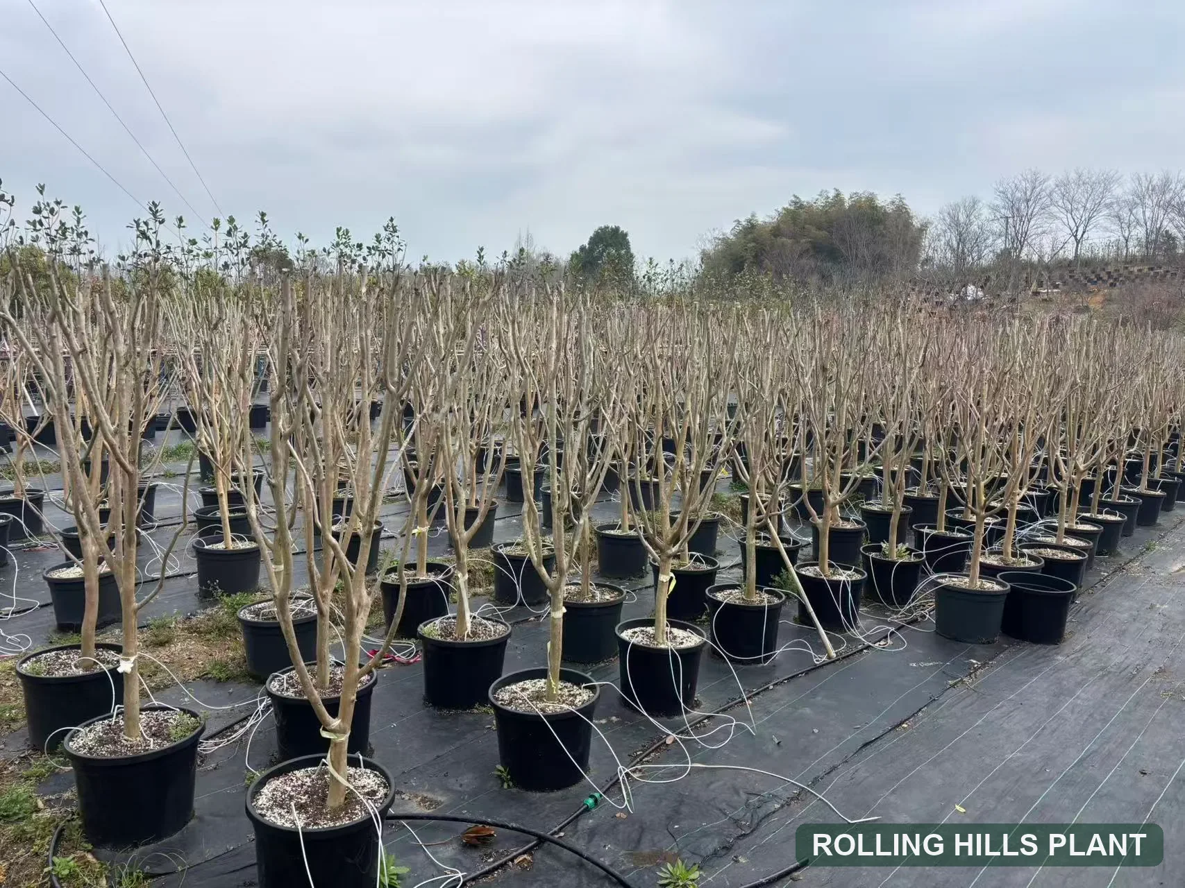 Lagerstroemia indica trees nursery stock with Rolling Hills Plant watermark
