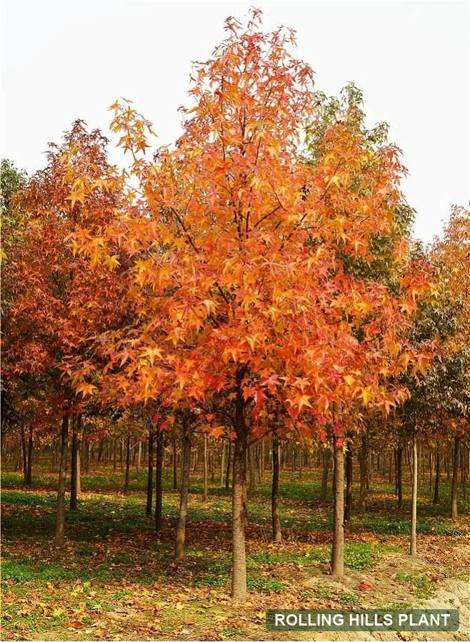 Liquidambar styraciflua trees nursery stock with Rolling Hills Plant watermark