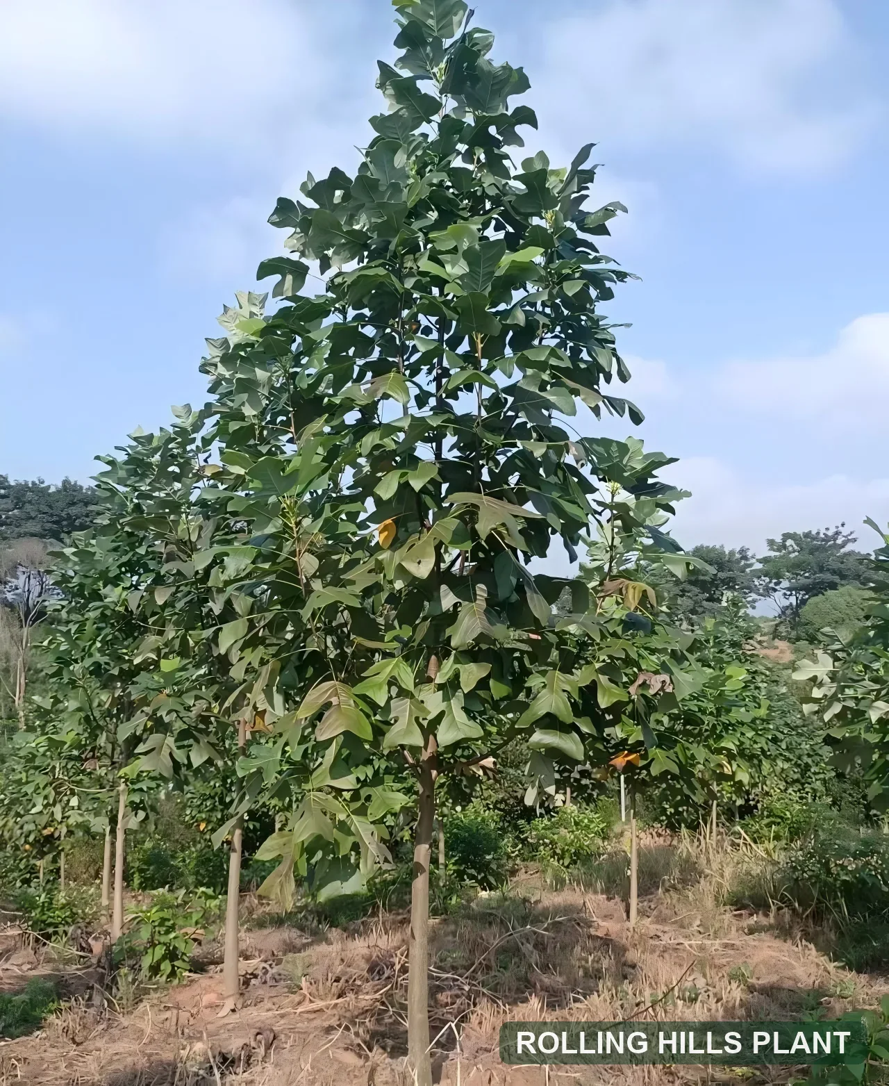 Liriodendron chinense trees nursery stock with Rolling Hills Plant watermark