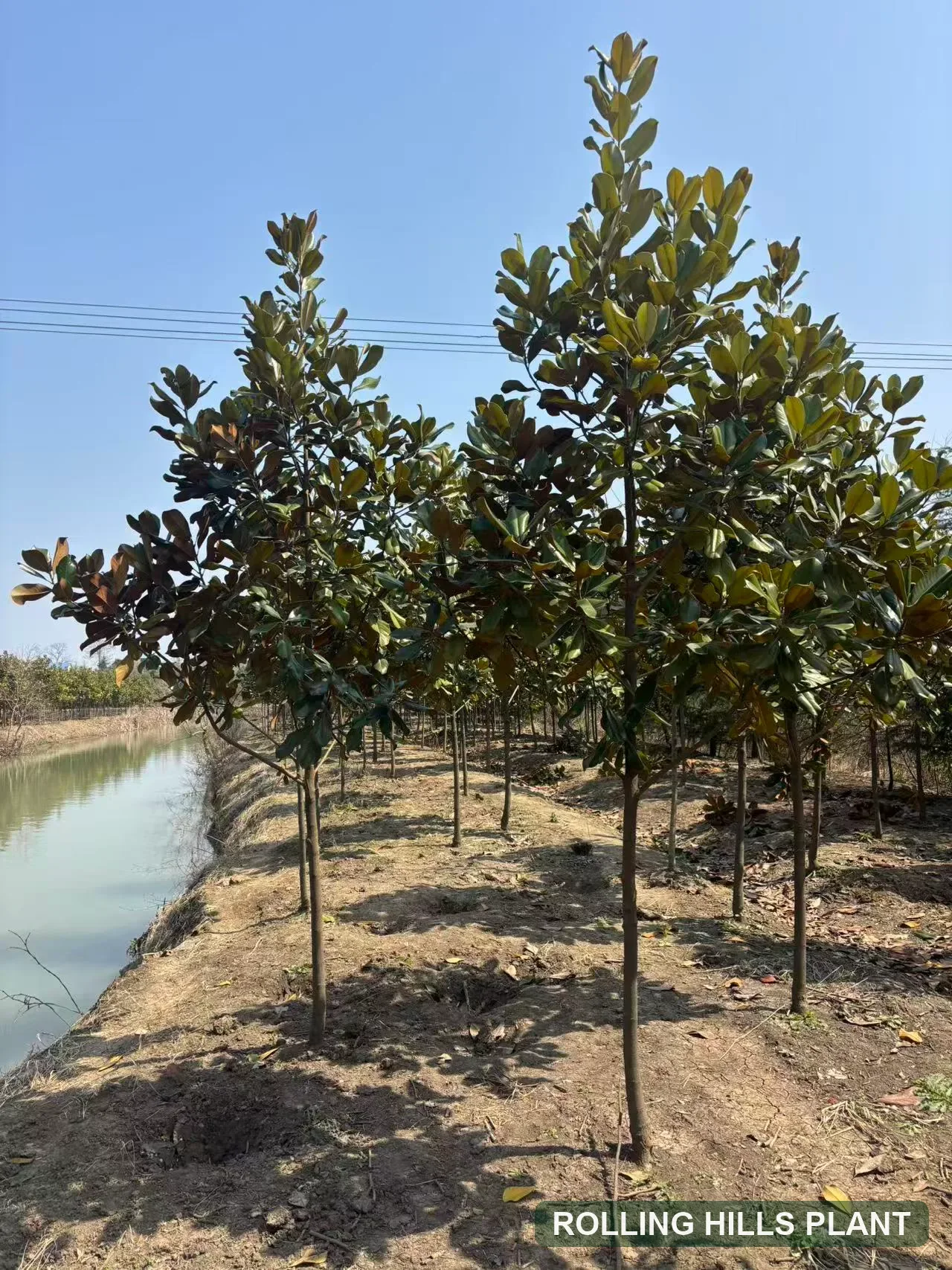 Magnolia grandiflora trees nursery stock with Rolling Hills Plant watermark