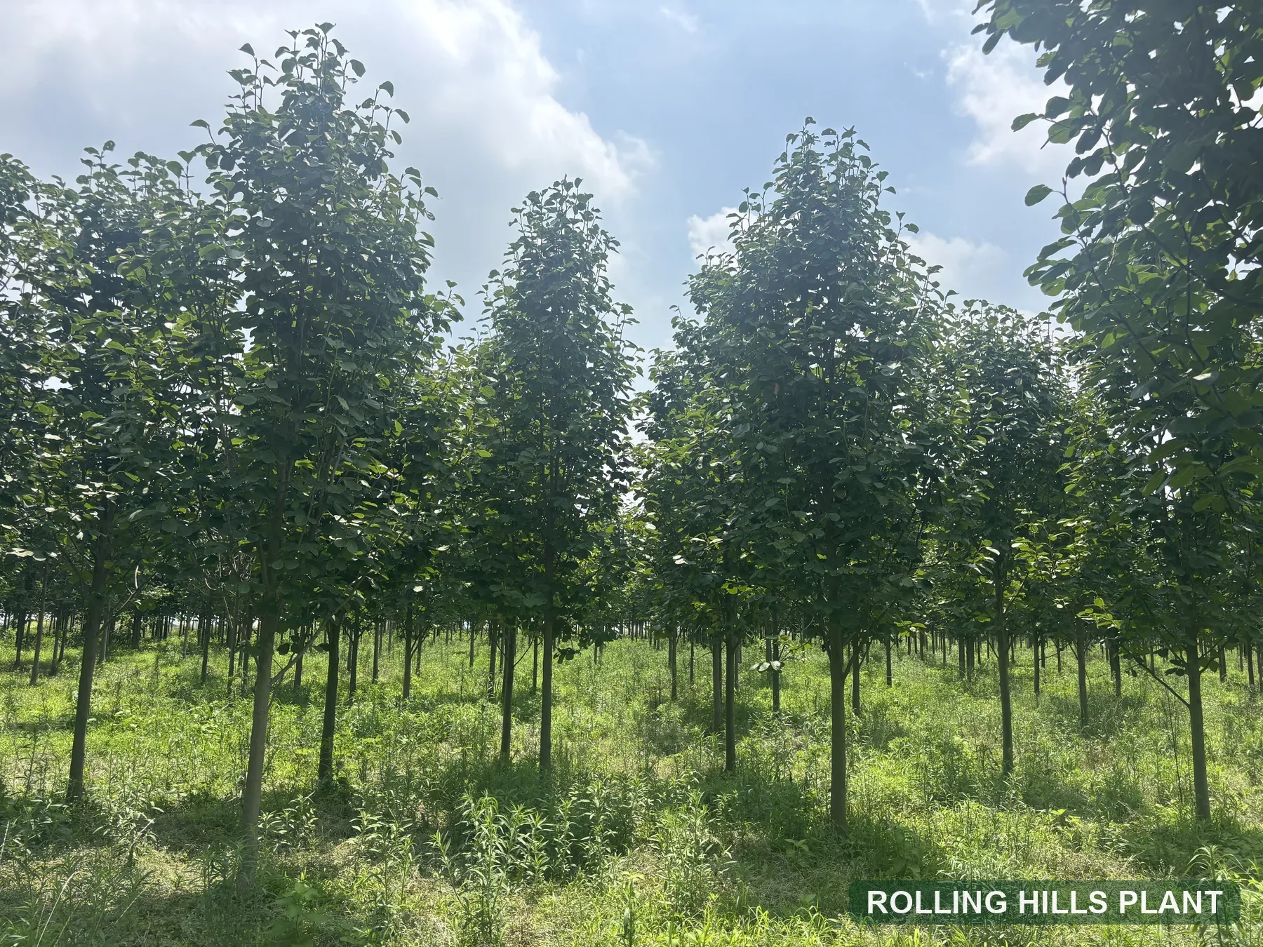 Magnolia liliiflora trees nursery stock with Rolling Hills Plant watermark