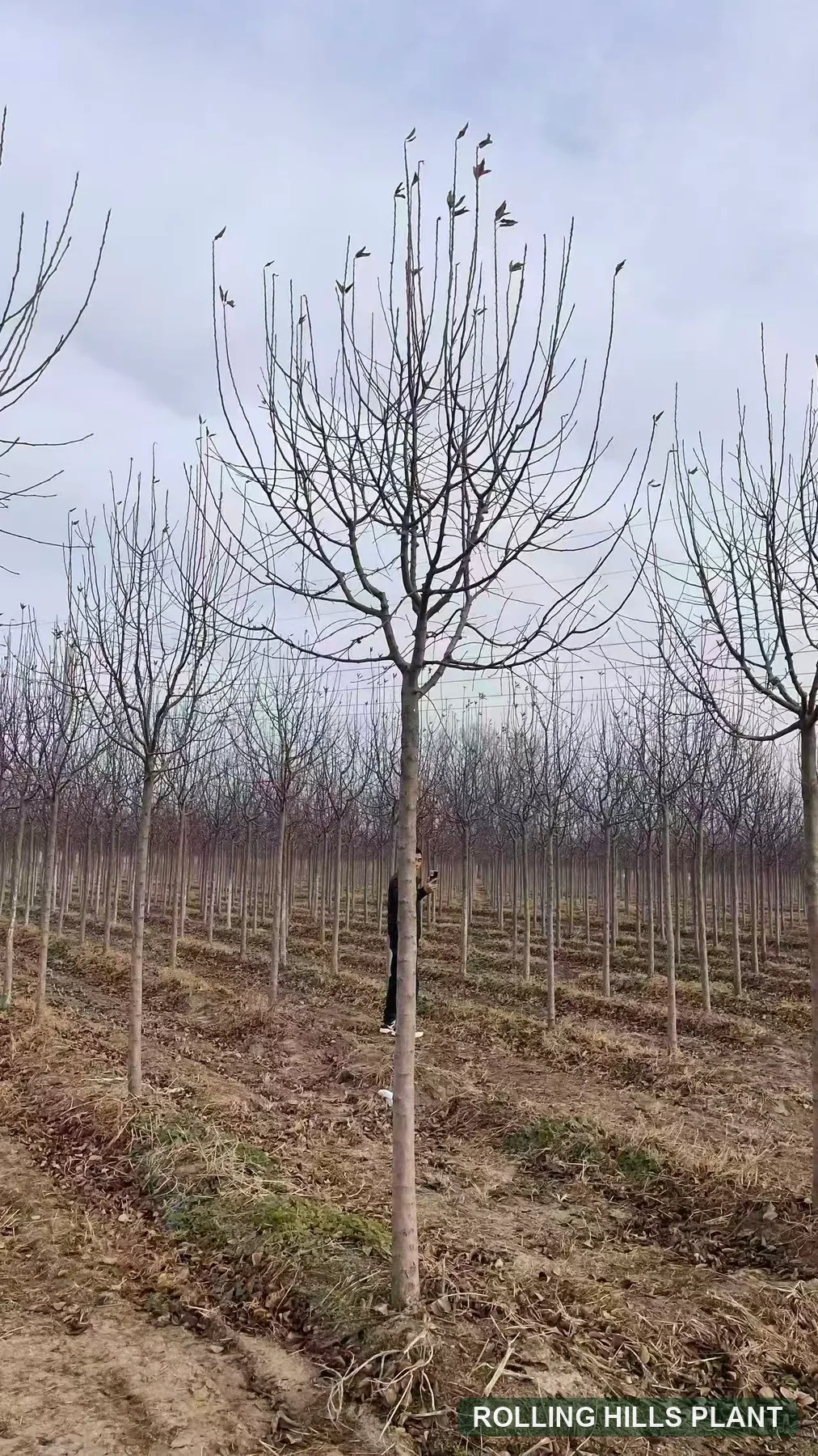 Malus spectabilis trees nursery stock with Rolling Hills Plant watermark