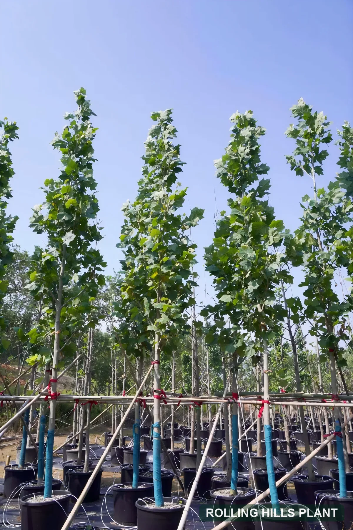 Platanus × acerifolia trees nursery stock with Rolling Hills Plant watermark