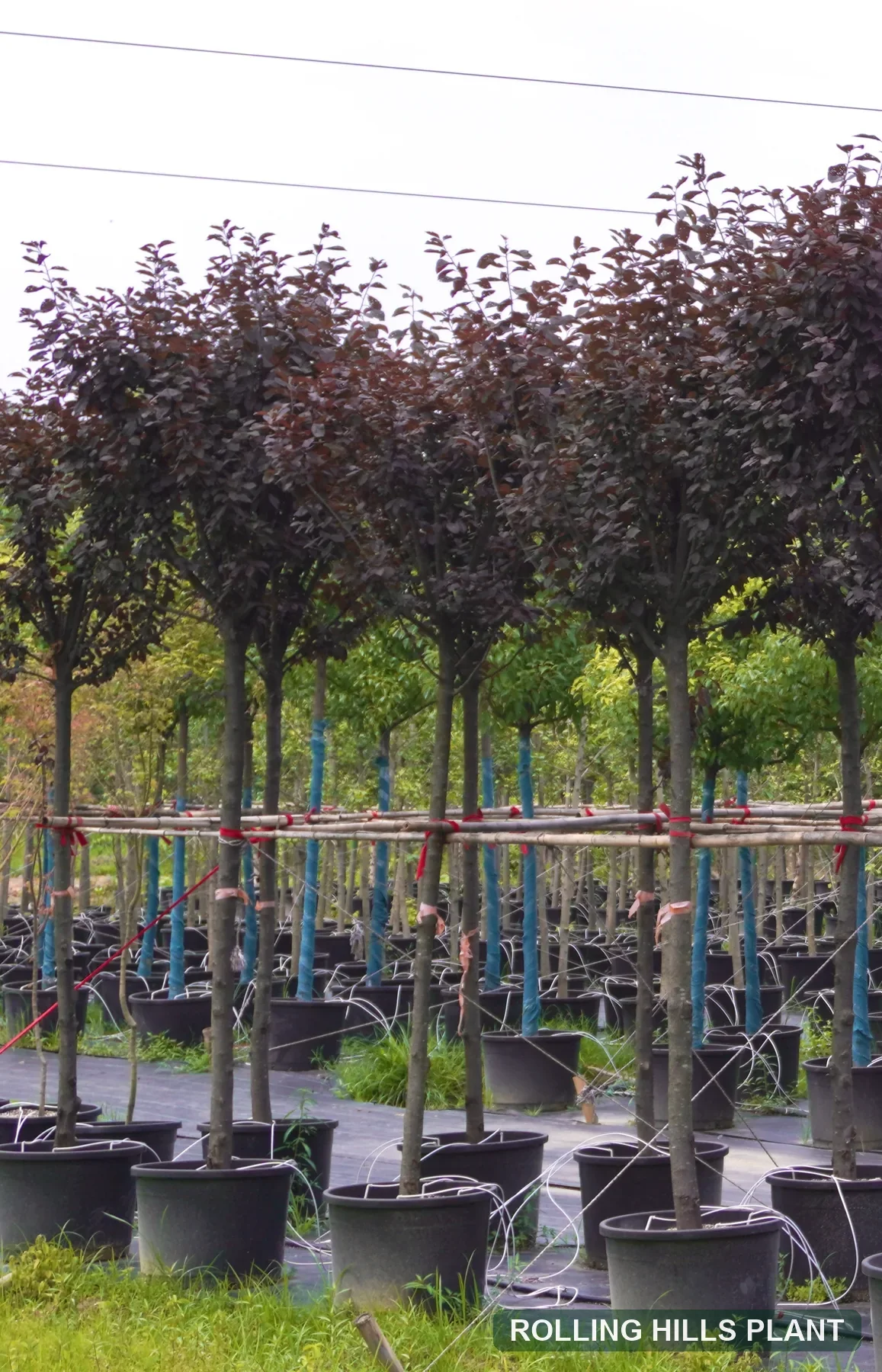 Prunus cerasifera ‘Atropurpurea’ trees nursery stock with Rolling Hills Plant watermark