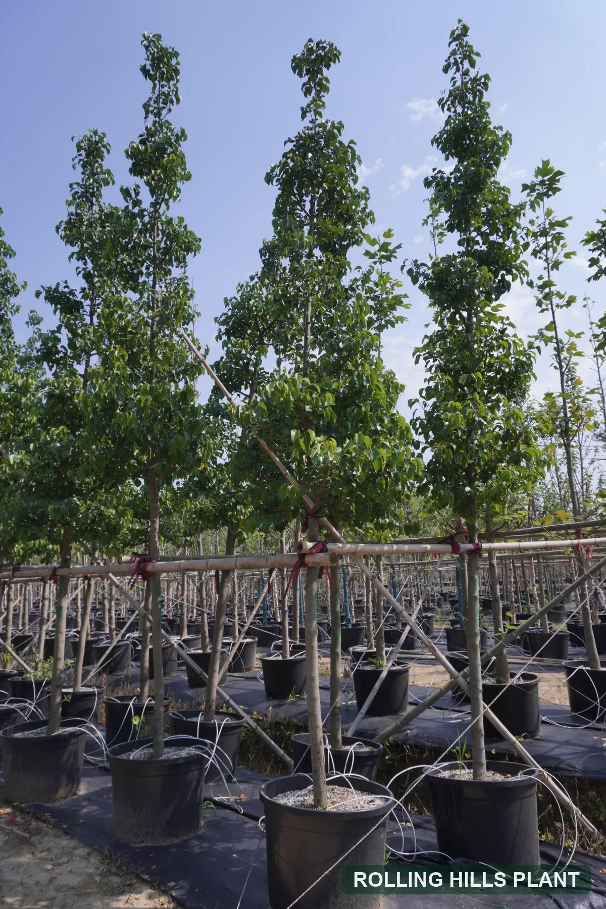 Pyrus calleryana trees nursery stock with Rolling Hills Plant watermark