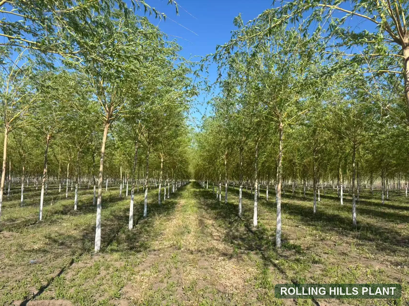 Salix babylonica trees nursery stock with Rolling Hills Plant watermark