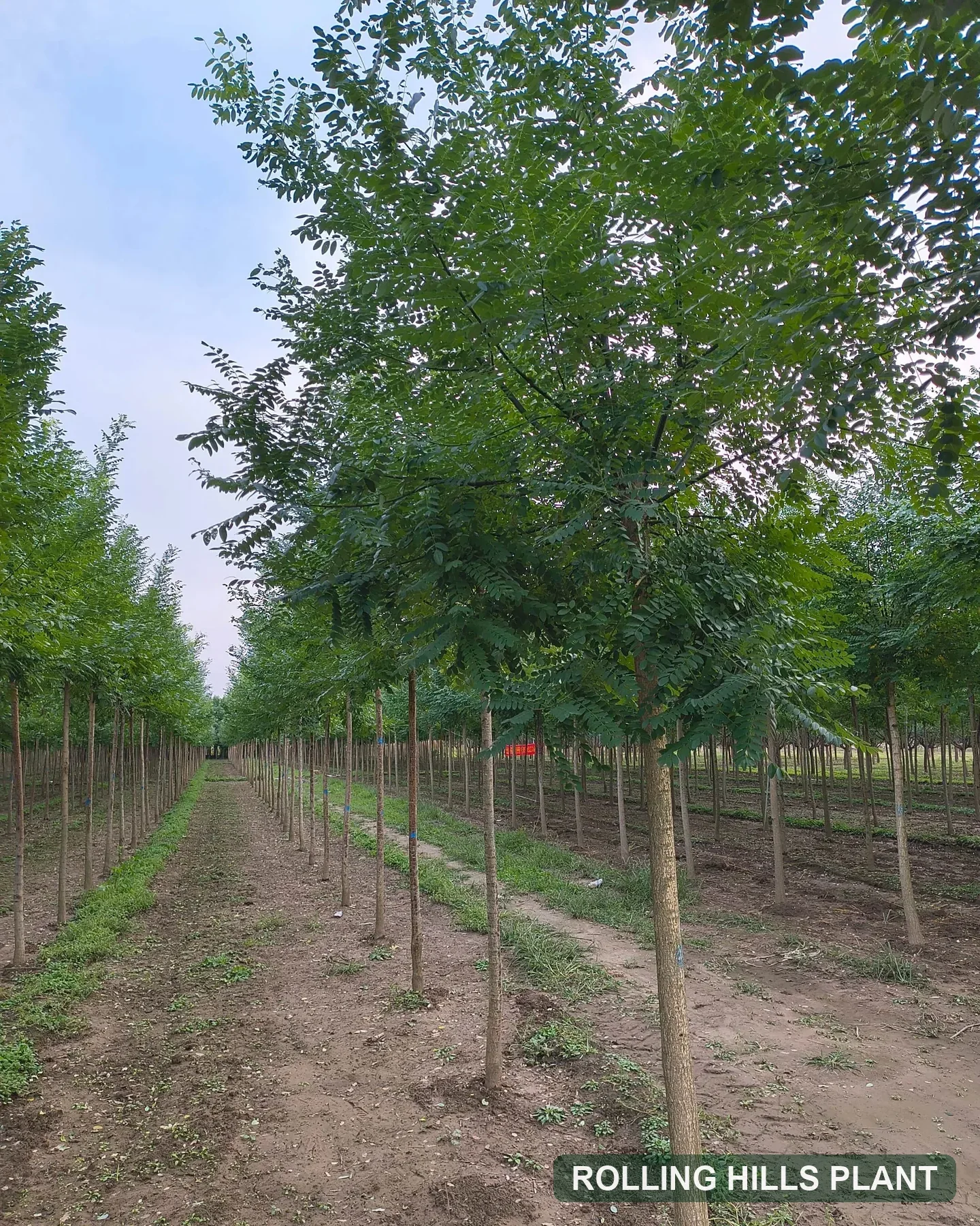 Styphnolobium japonicum trees nursery stock with Rolling Hills Plant watermark