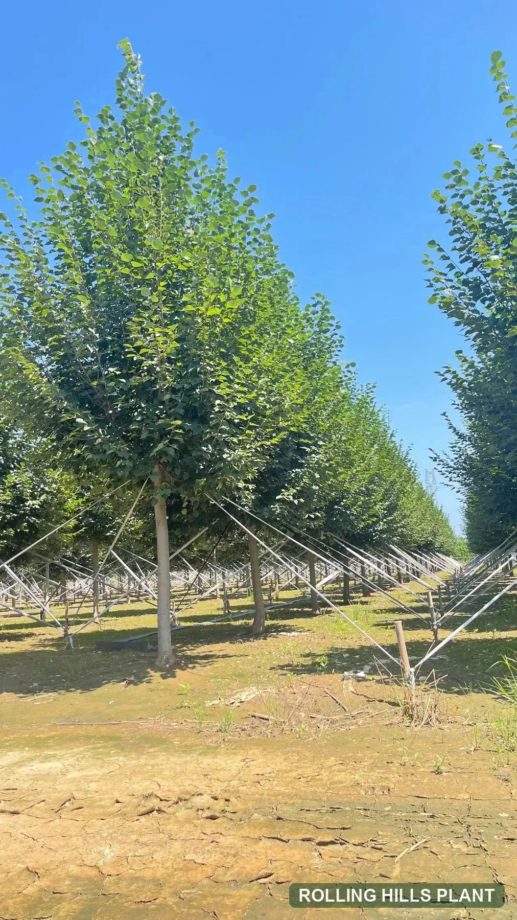 Tilia spp. trees nursery stock with Rolling Hills Plant watermark