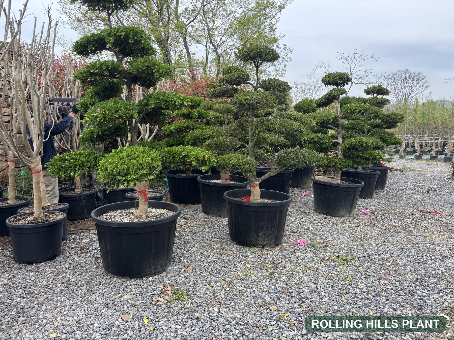 Buxus sinica var. parvifolia bonsai nursery stock