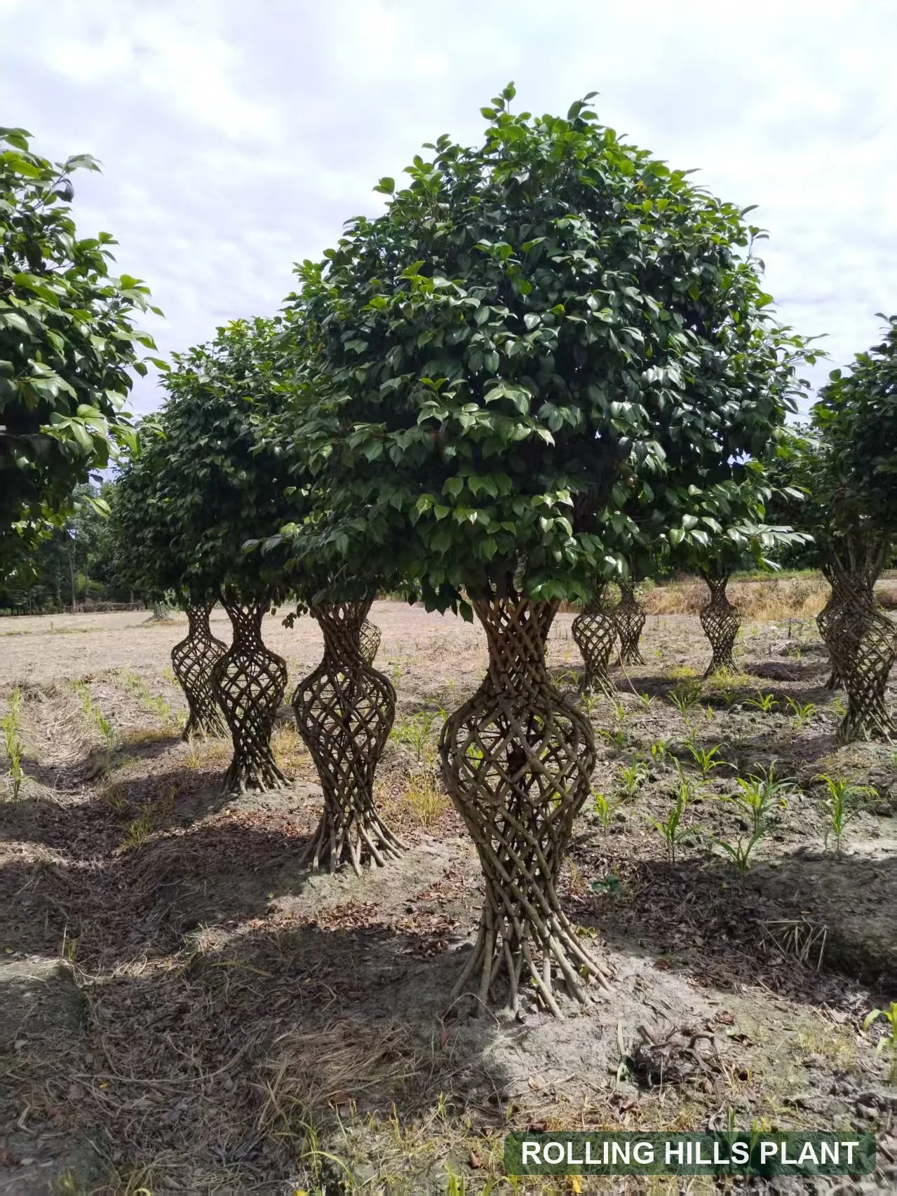 Camellia japonica bonsai nursery stock