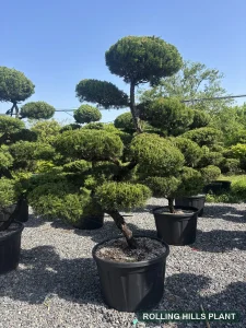 Juniperus chinensis 'Kaizuka' bonsai nursery stock