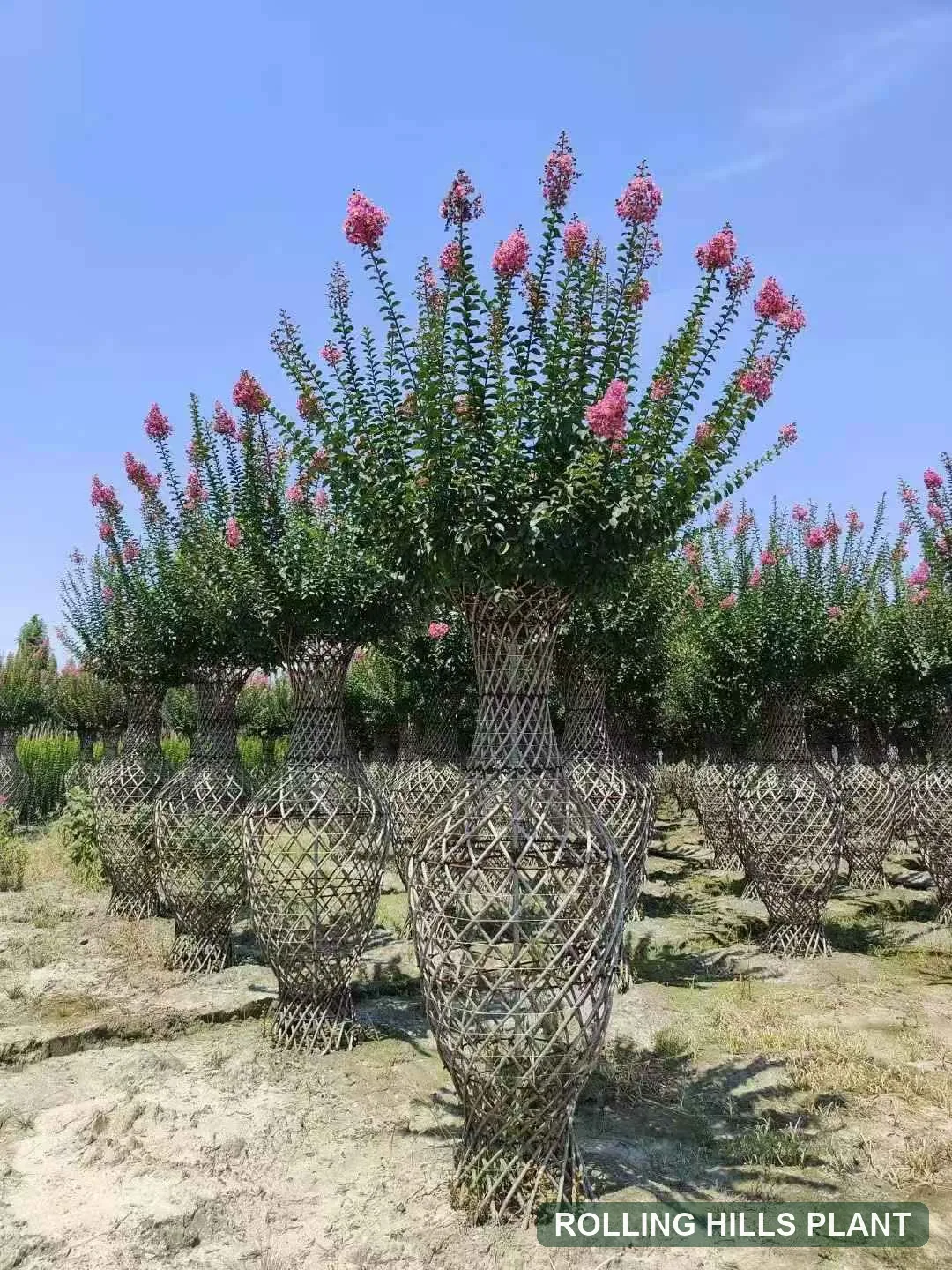 Lagerstroemia indica bonsai nursery stock