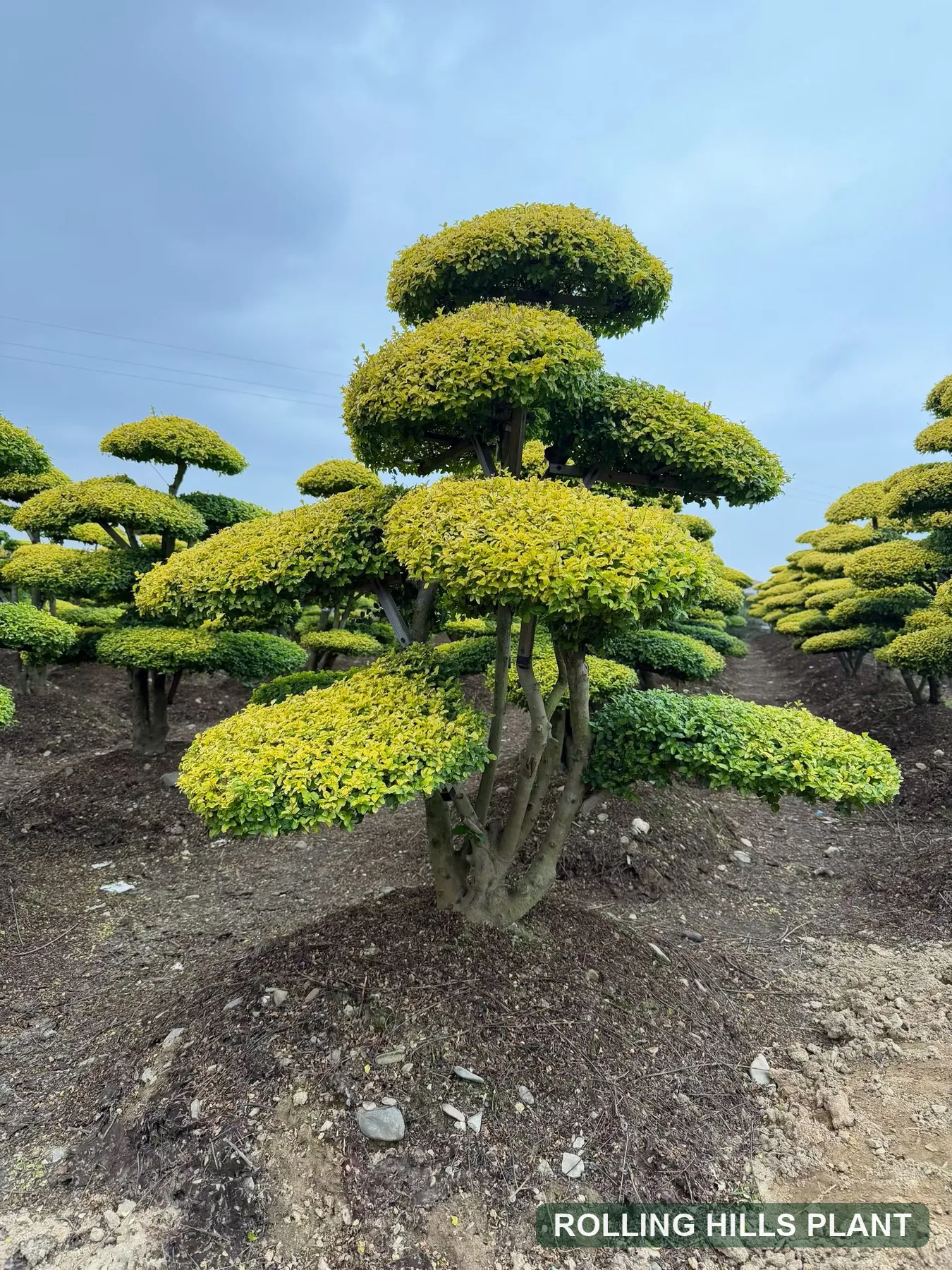 Ligustrum quihoui 'Lemon Light' bonsai nursery stock